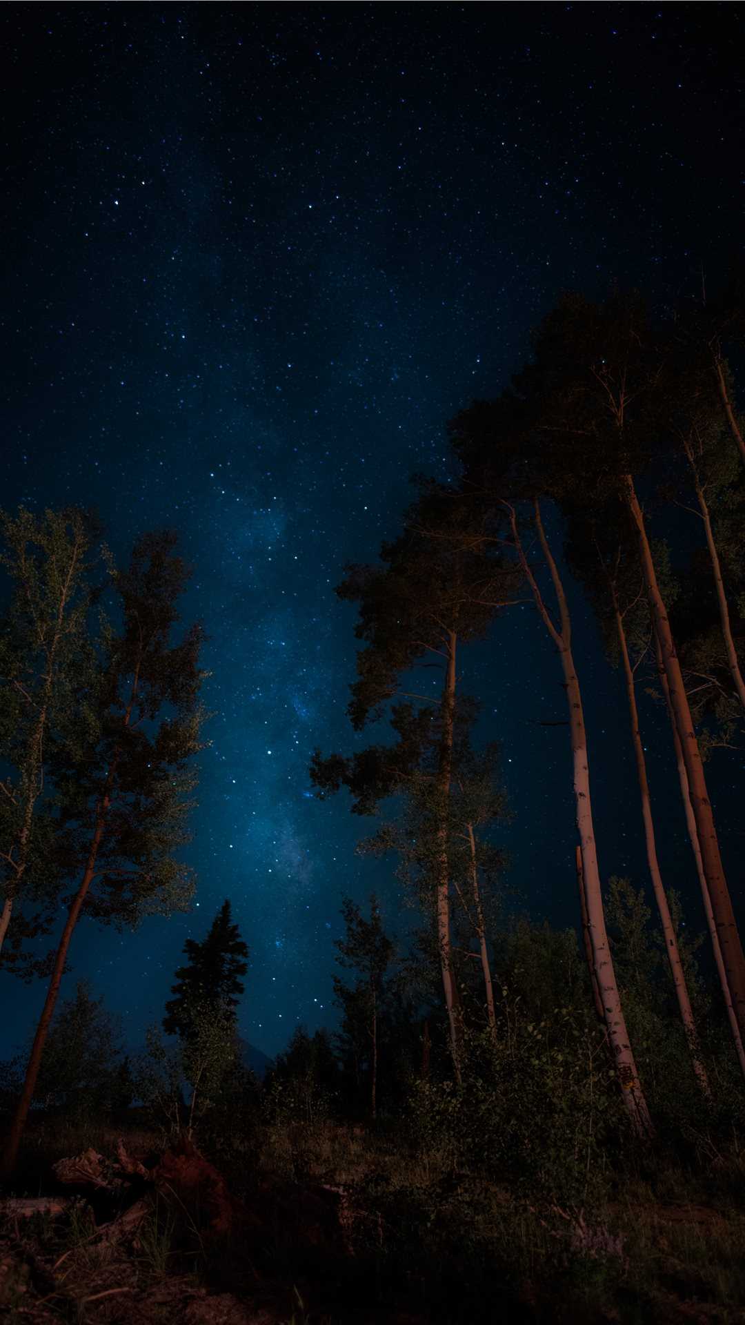 Foresta di notte con stelle, 1080x1920 Full HD Verticale, Smartphone