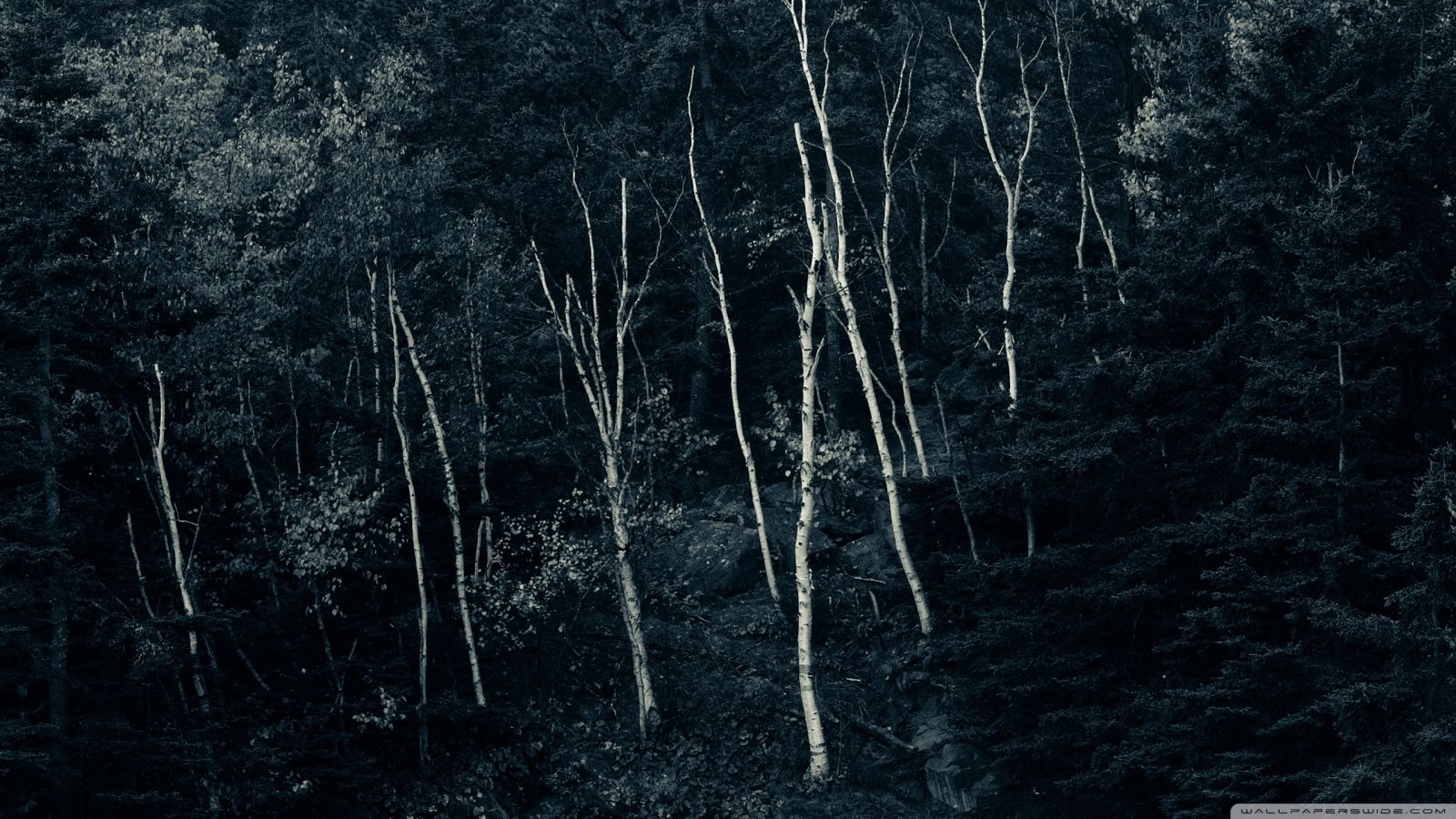 Foresta scura di notte, 1600x900 900p, Desktop