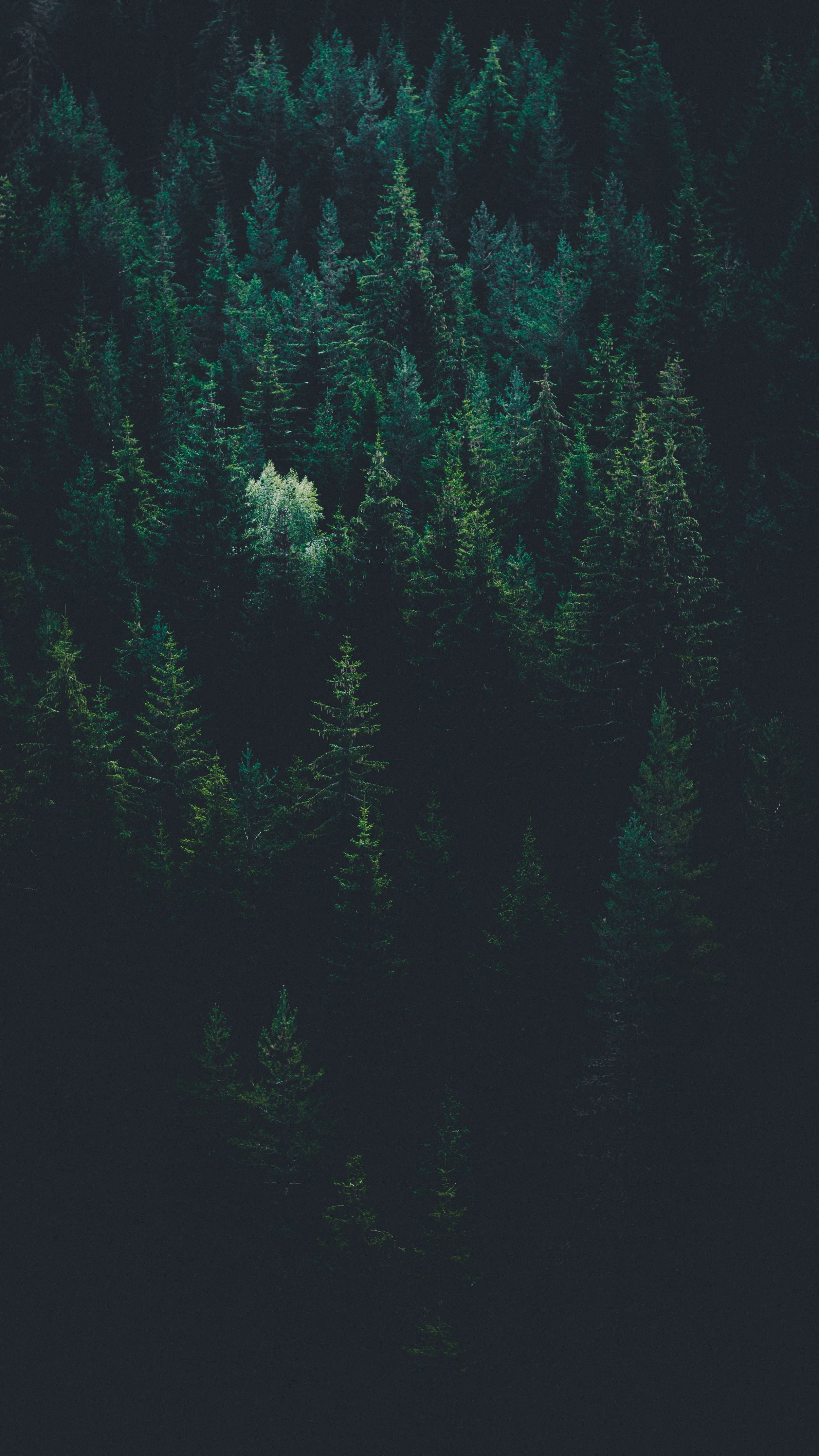 Foresta scura di conifere notturna, 2412x4288 Full HD Verticale, Samsung Galaxy