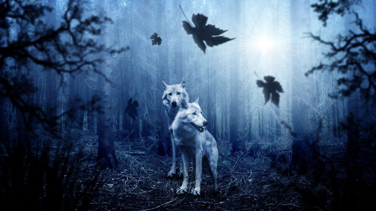 Lupi bianchi foresta notturna, 1280x720 HD, Desktop