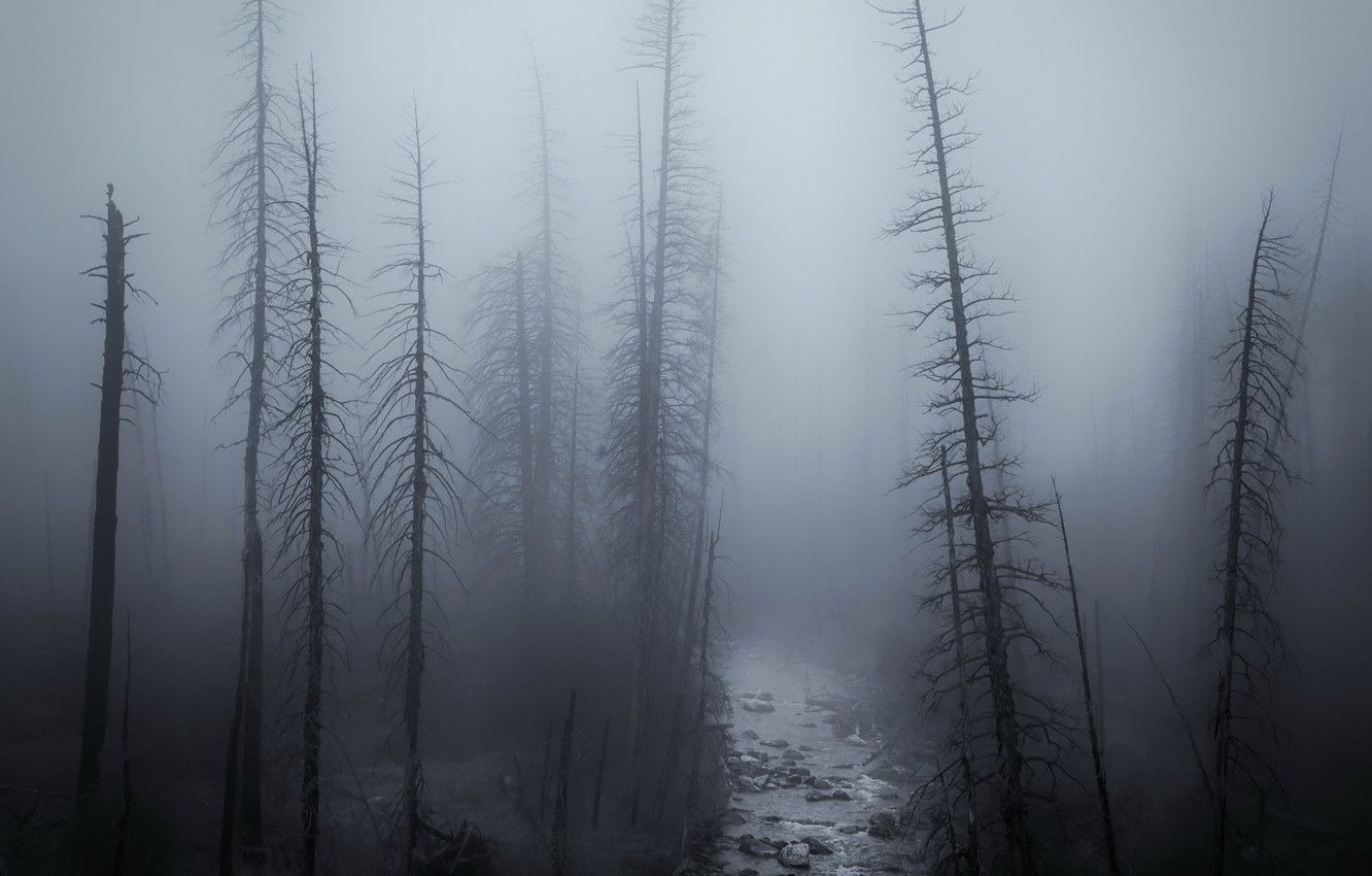 Foresta nebbiosa notturna scura, 1332x850 720p, Laptop