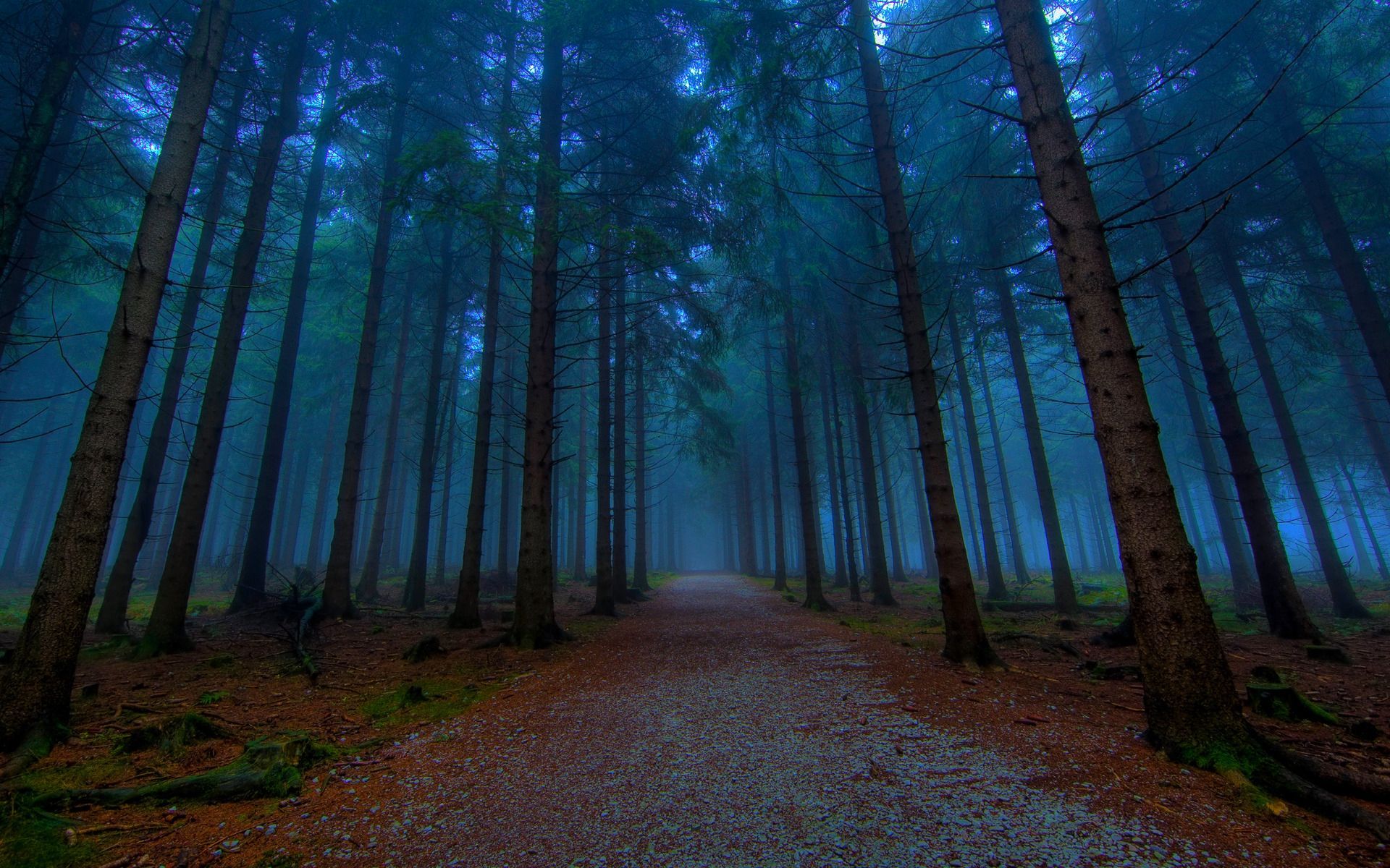 Sentiero foresta notturna nebbiosa, 1920x1200 Full HD+, PC