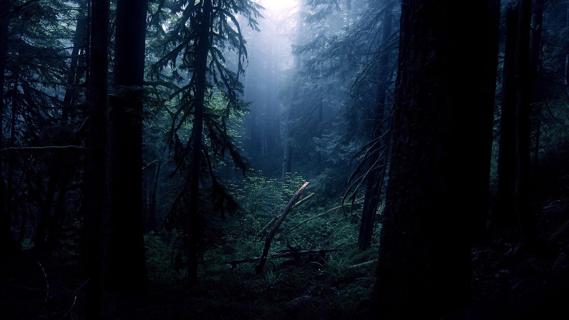 Foresta scura di notte, 1920x1080 Full HD 1080p, Laptop