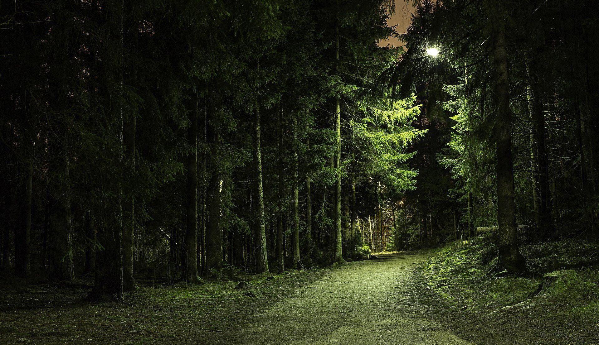 Sentiero foresta notturna illuminata, 1920x1107 Full HD 1080p, Desktop