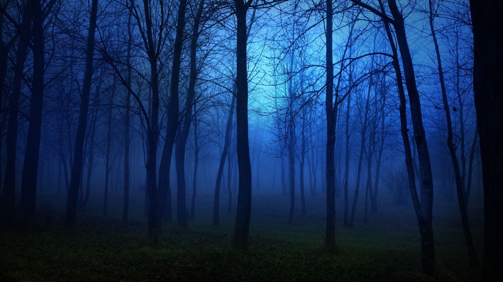 Foresta notturna nebbiosa blu, 1920x1080 Full HD 1080p, PC