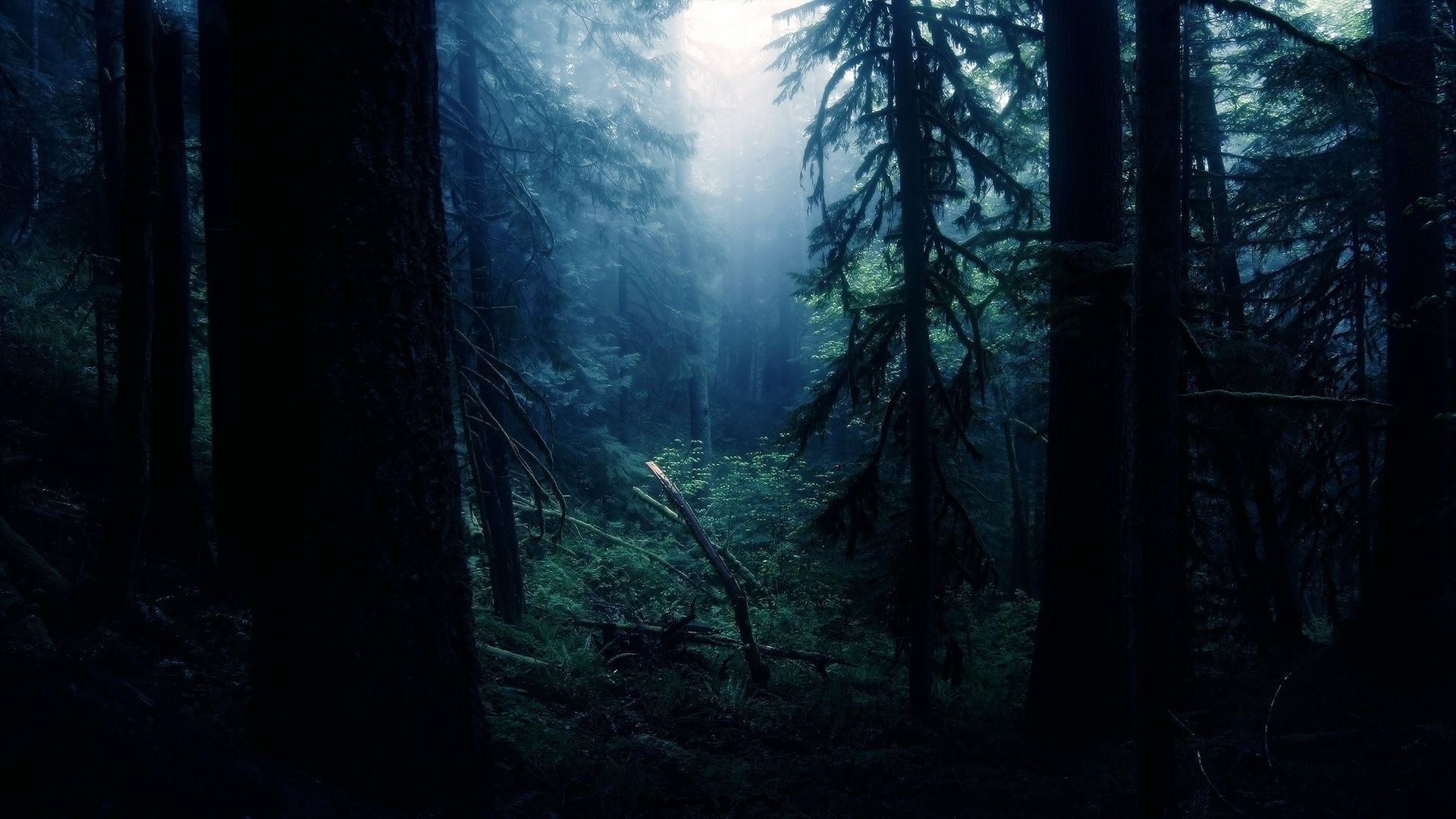 Foresta scura di notte, 1920x1080 Full HD 1080p, PC Desktop