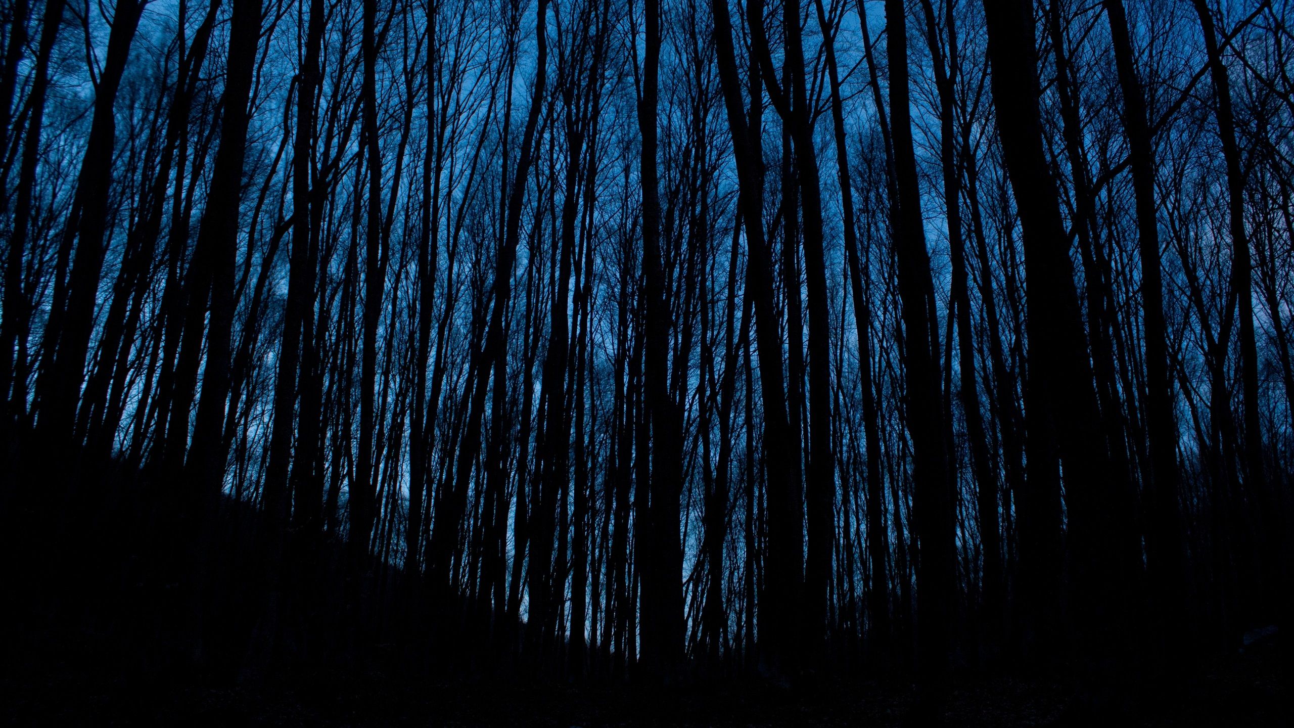 Foresta buia notturna silhouette, 2560x1440 2K, Desktop