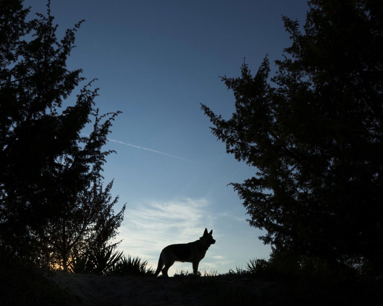Lupo silhouette foresta notte, 1280x1024 720p, Laptop