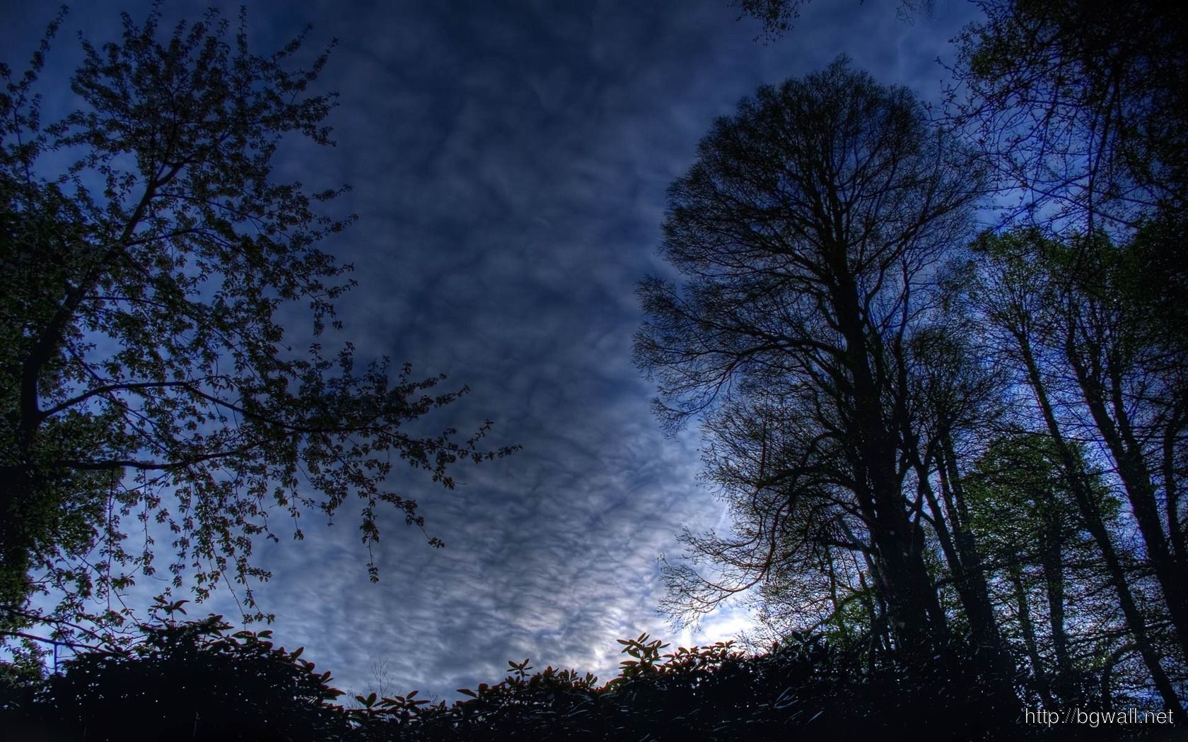 Cielo notturno tra alberi, 1680x1050 HD Ready, Acer Nitro