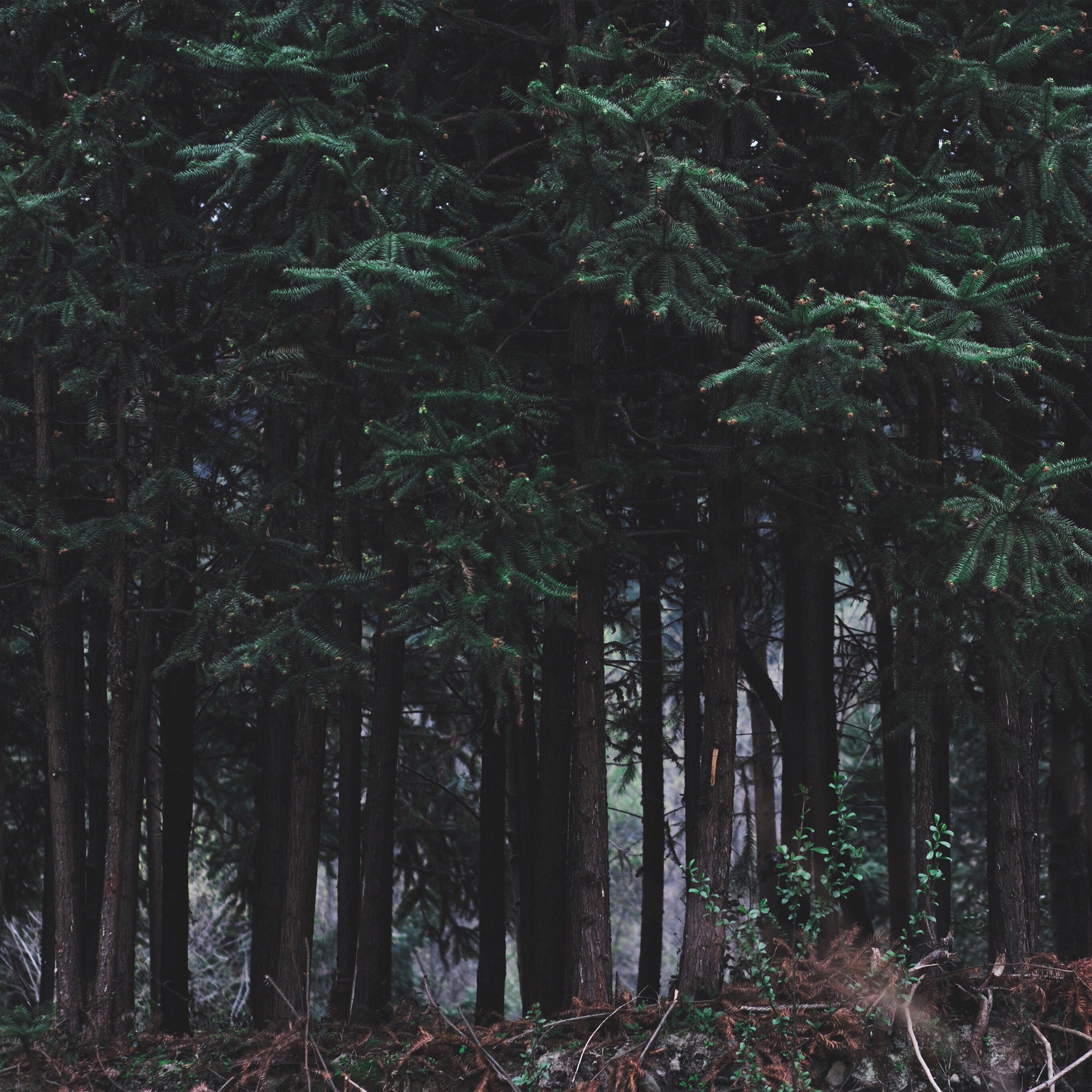 Foresta di notte scura, 2732x2732 2K, Desktop