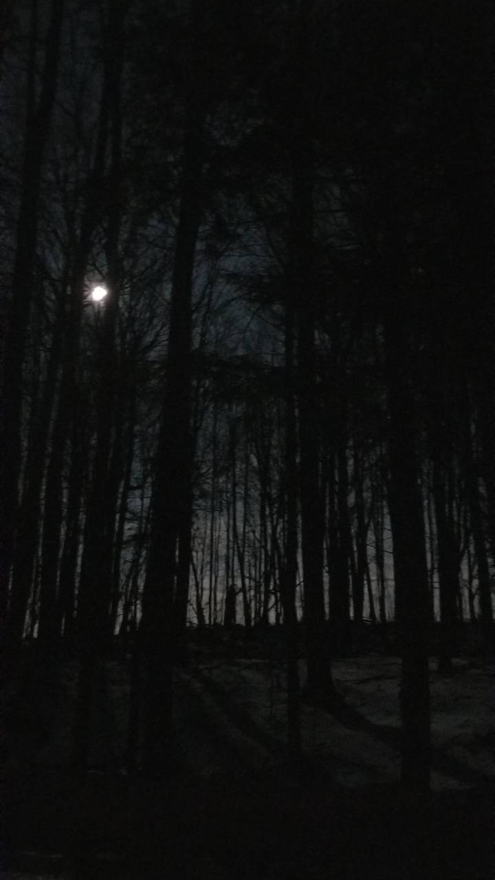 Foresta buia di notte, 720x1280 Full HD Verticale, Smartphone