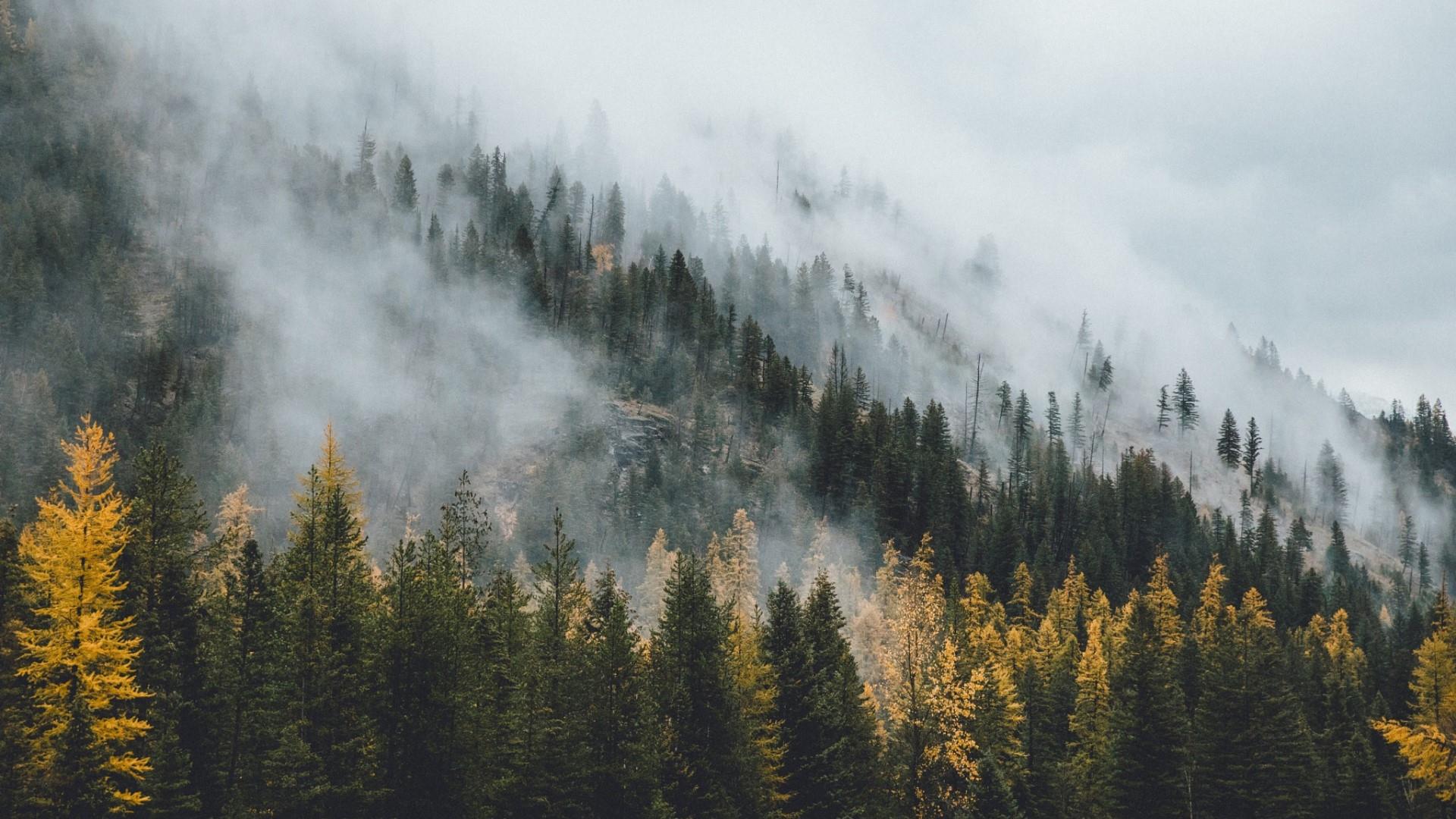 Foresta di pini con nebbia, 1920x1080 Full HD 1080p, Desktop