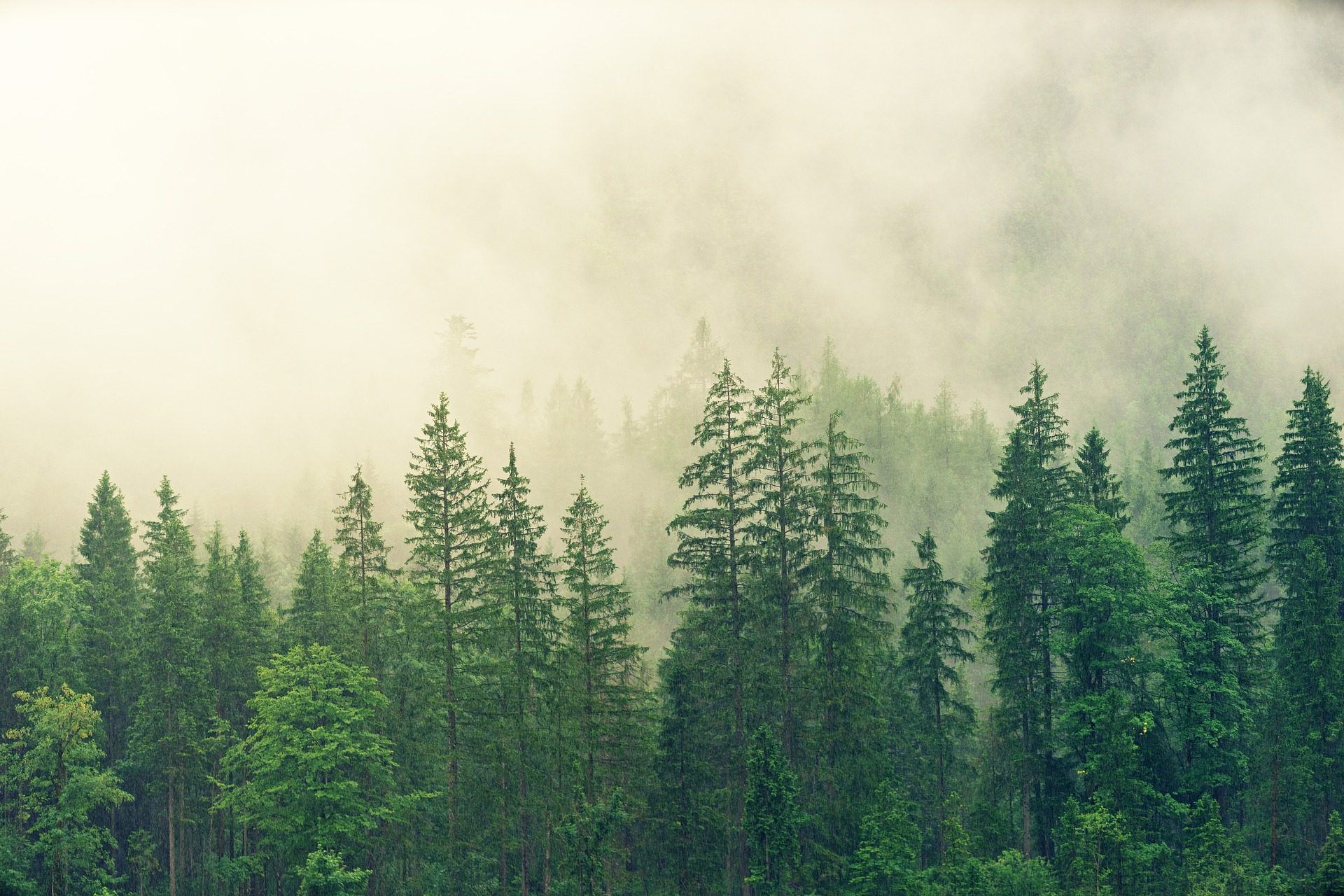 Foresta di pini nella nebbia, 1920x1280 Full HD+ WUXGA, PC
