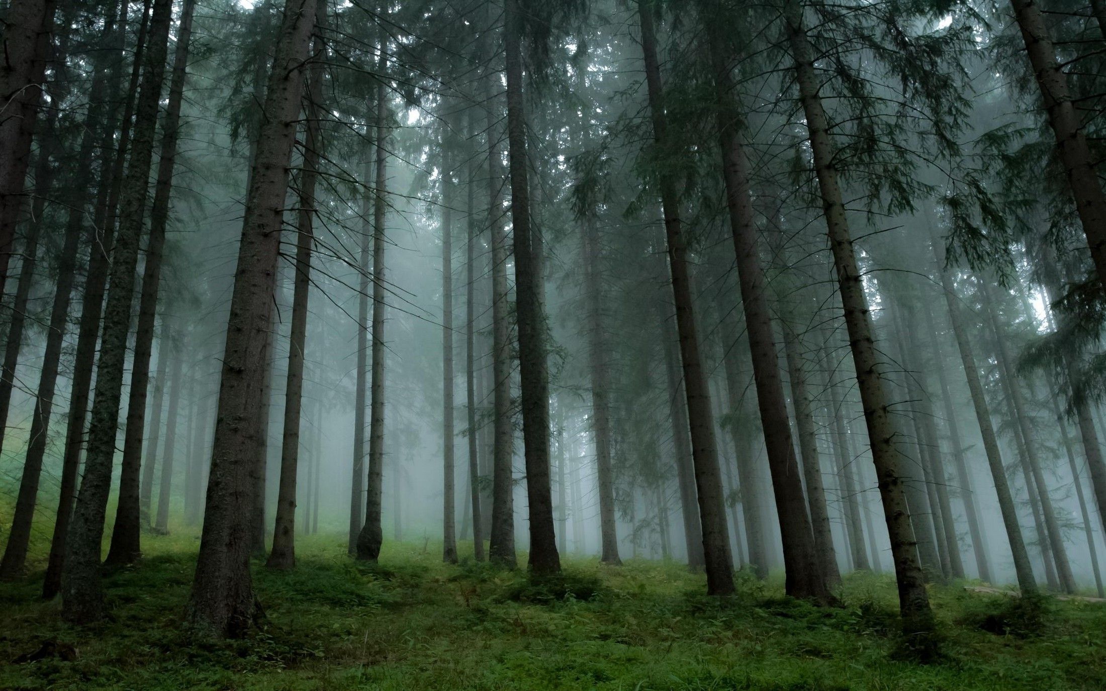 Foresta di pini nebbiosa, 2200x1375 2K, Desktop