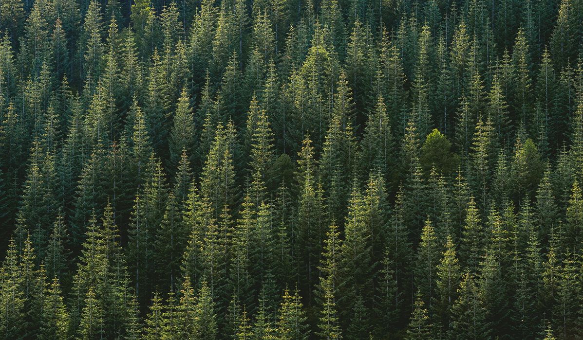 Foresta di pini vista dall'alto, 1197x699 HD, Laptop