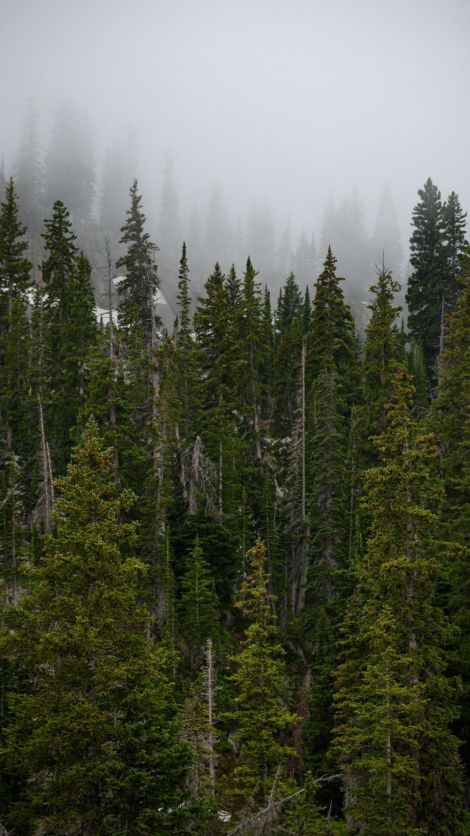 Foresta di pini nella nebbia, 938x1668 Verticale, Xiaomi