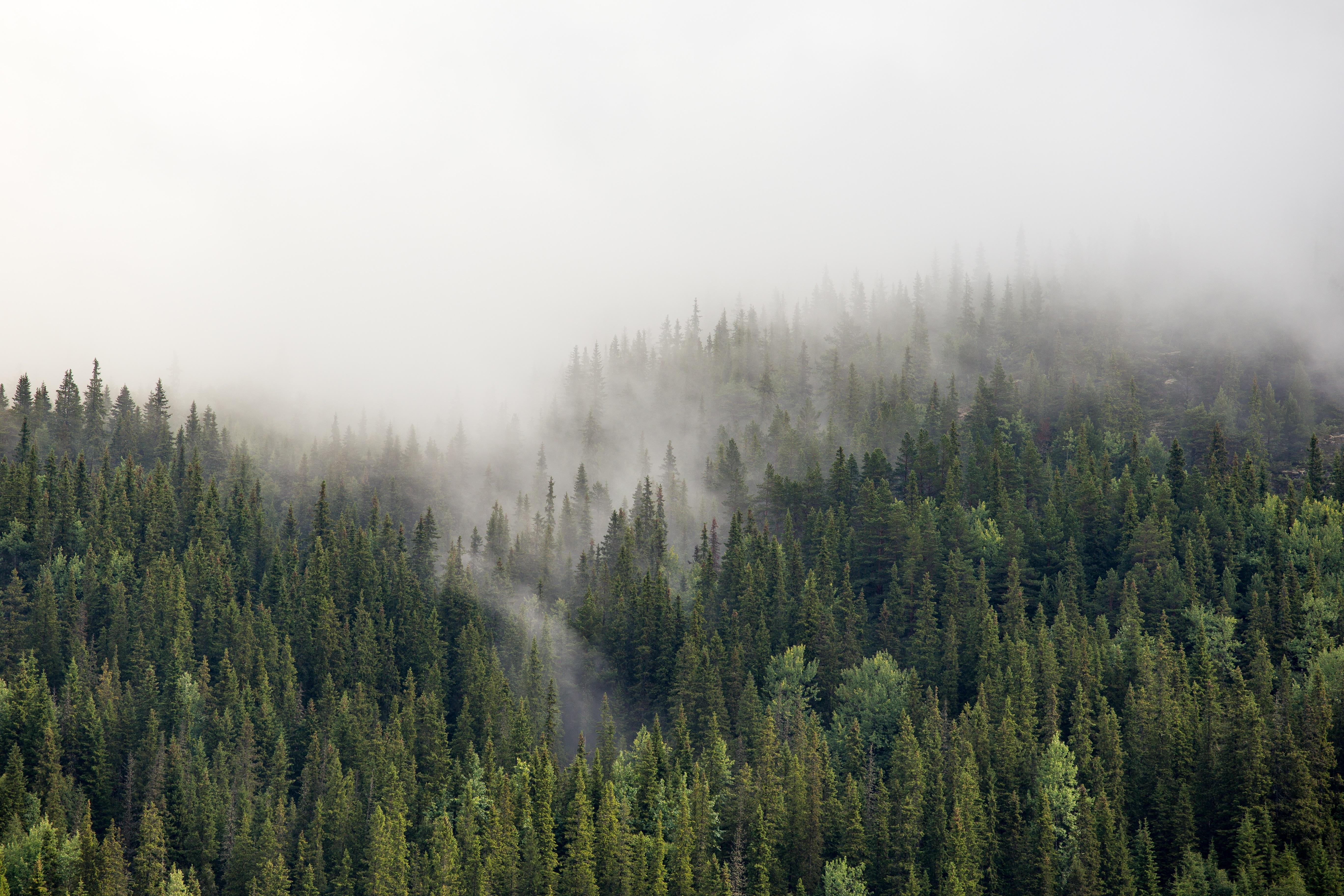 Foresta di pini con nebbia, 5472x3648 UHD, PC 4K