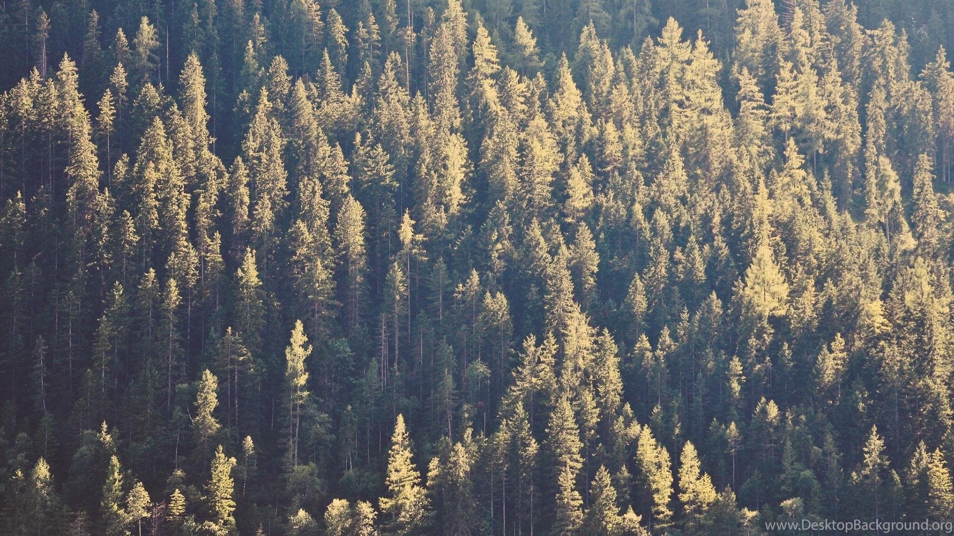 Foresta di pini verdi, 1920x1080 Full HD 1080p, Laptop