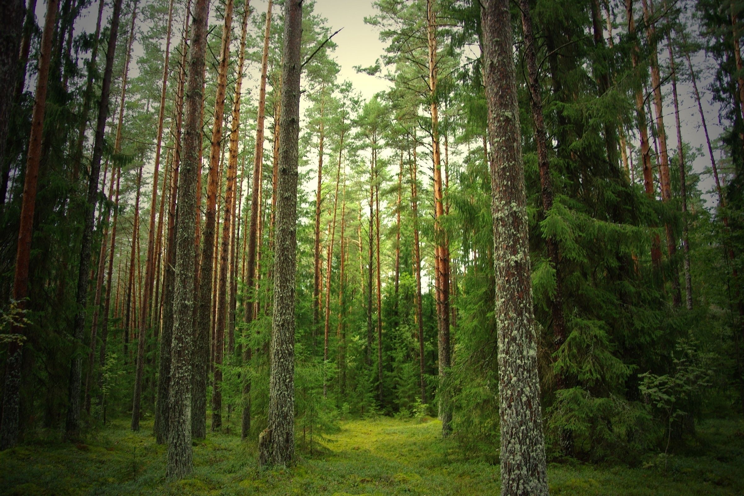 Foresta di pini verde, 2400x1600 Hi-Res, Desktop