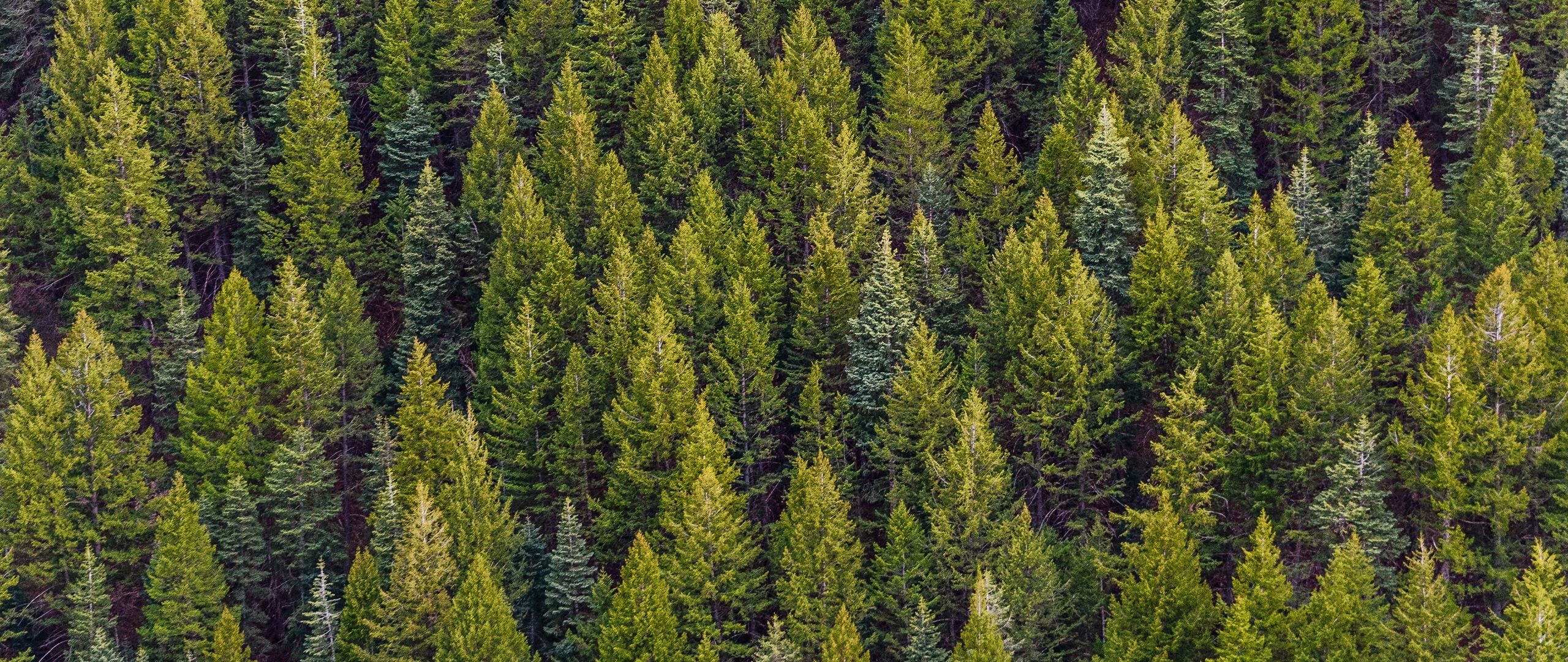 Foresta di pini vista dall'alto, 2560x1080 21:9, Ultrawide