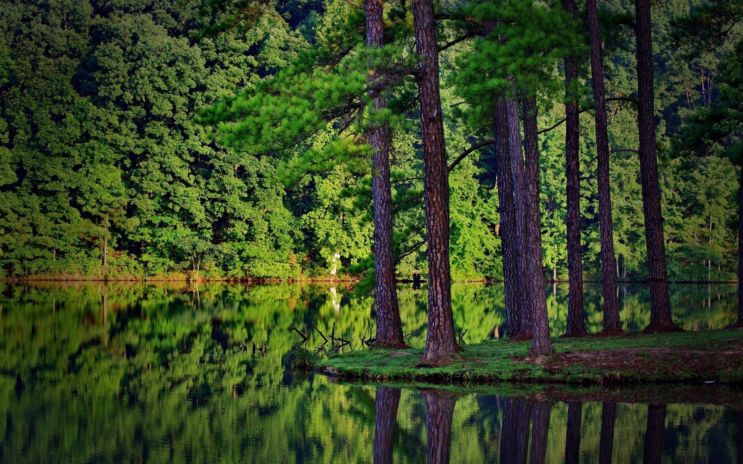 Foresta di pini verde riflessa nel lago, 2560x1600 2K+, MacBook Pro