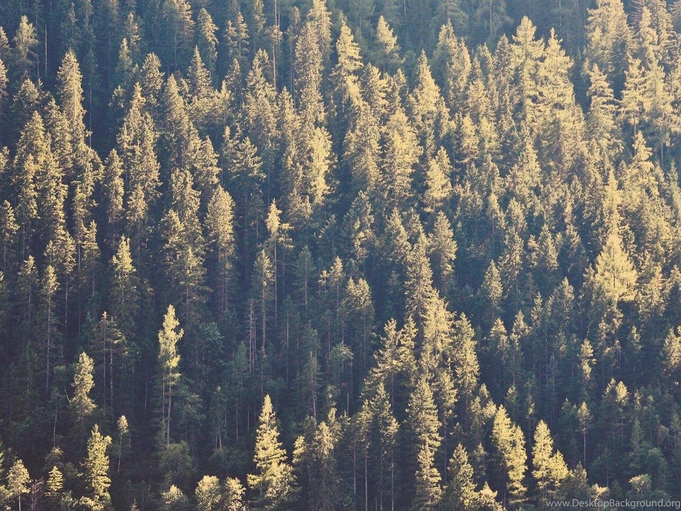 Foresta di pini verdi, 1400x1050 HD, ROG Asus Laptop