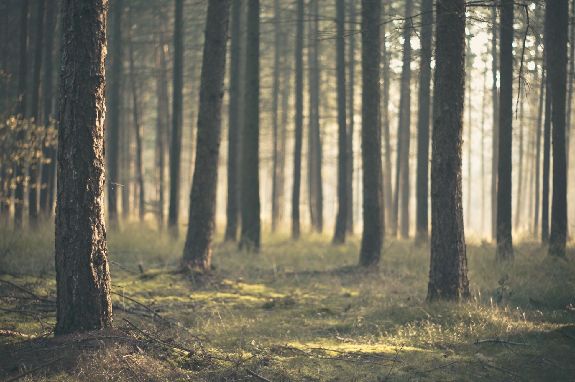 Foresta di pini con luce soffusa, 1950x1296 WUXGA, Desktop
