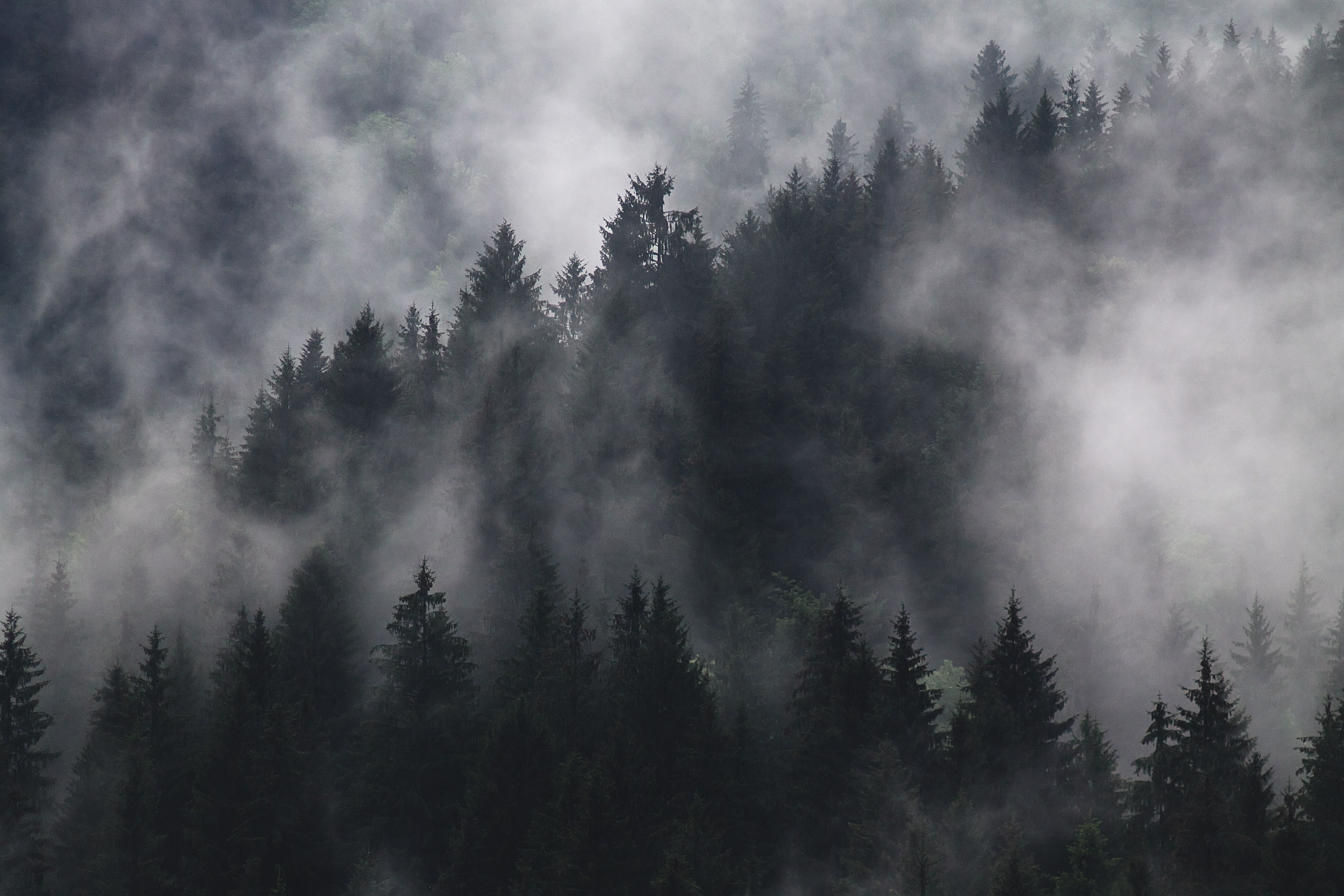 Foresta di pini nella nebbia, 4272x2848 UHD, PC 4K