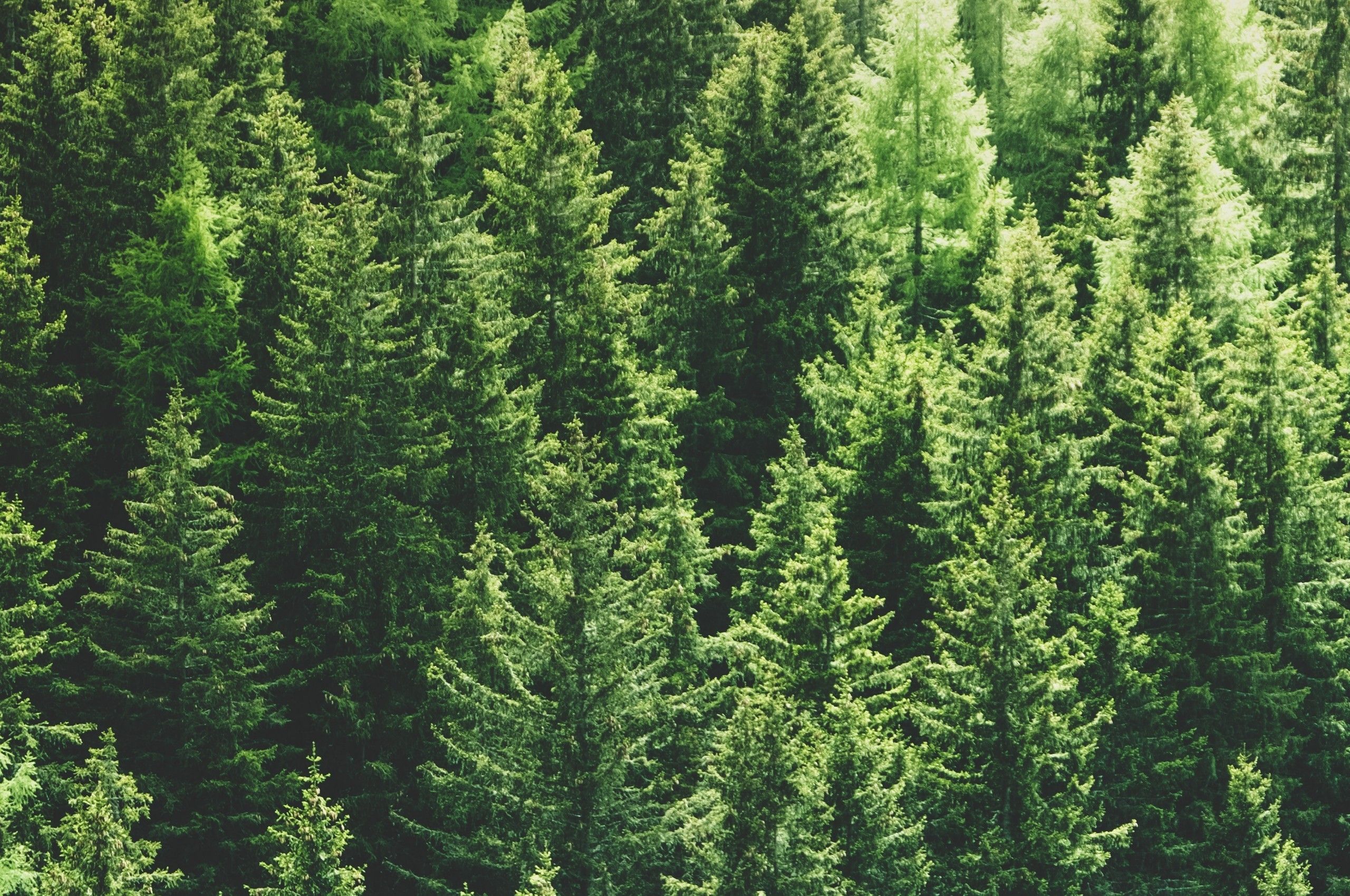 Foresta di pini vista dall'alto, 2560x1700 WQXGA, Monitor Gaming