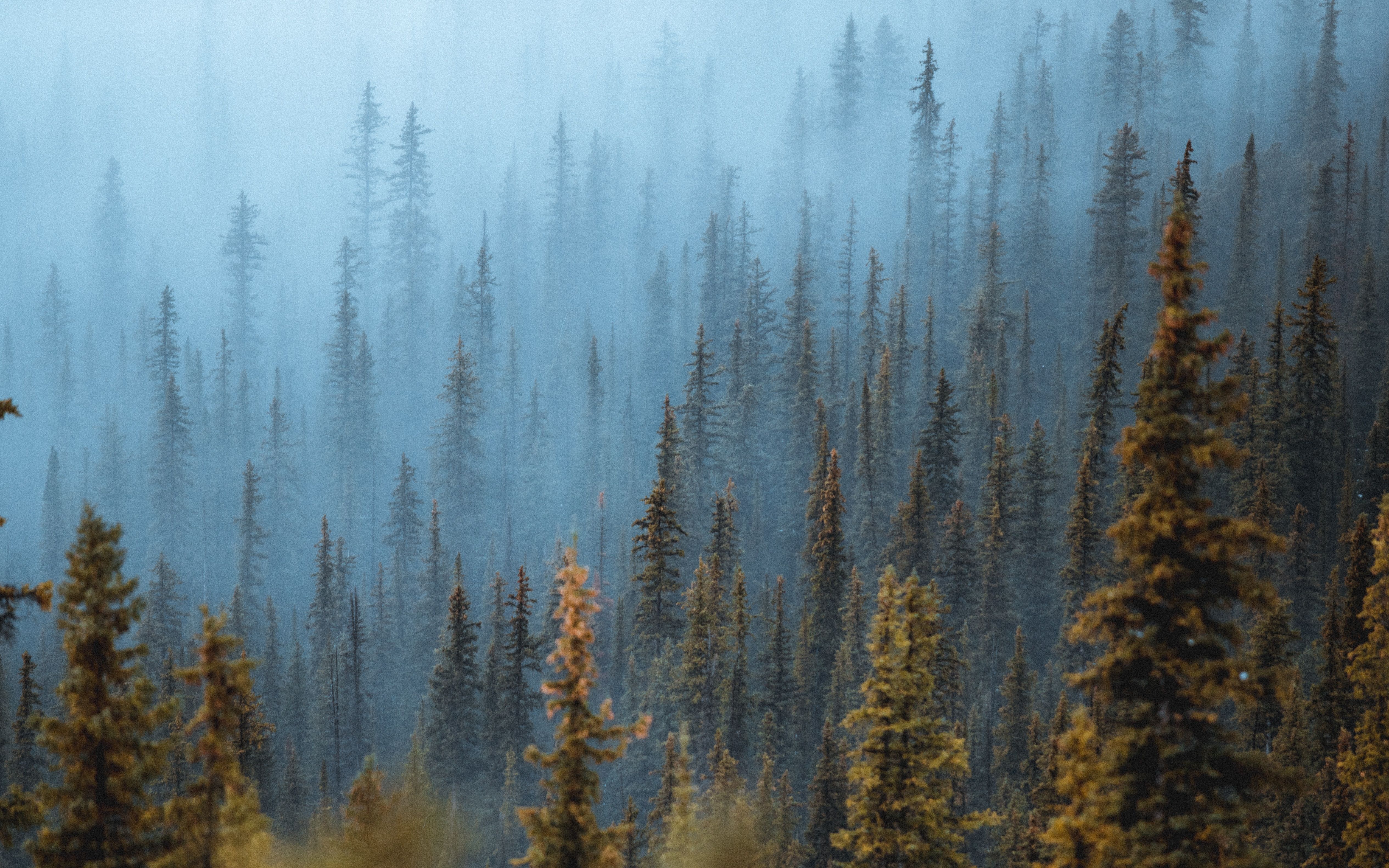 Foresta di pini nella nebbia, 5060x3163 Ultra HD, 4K TV