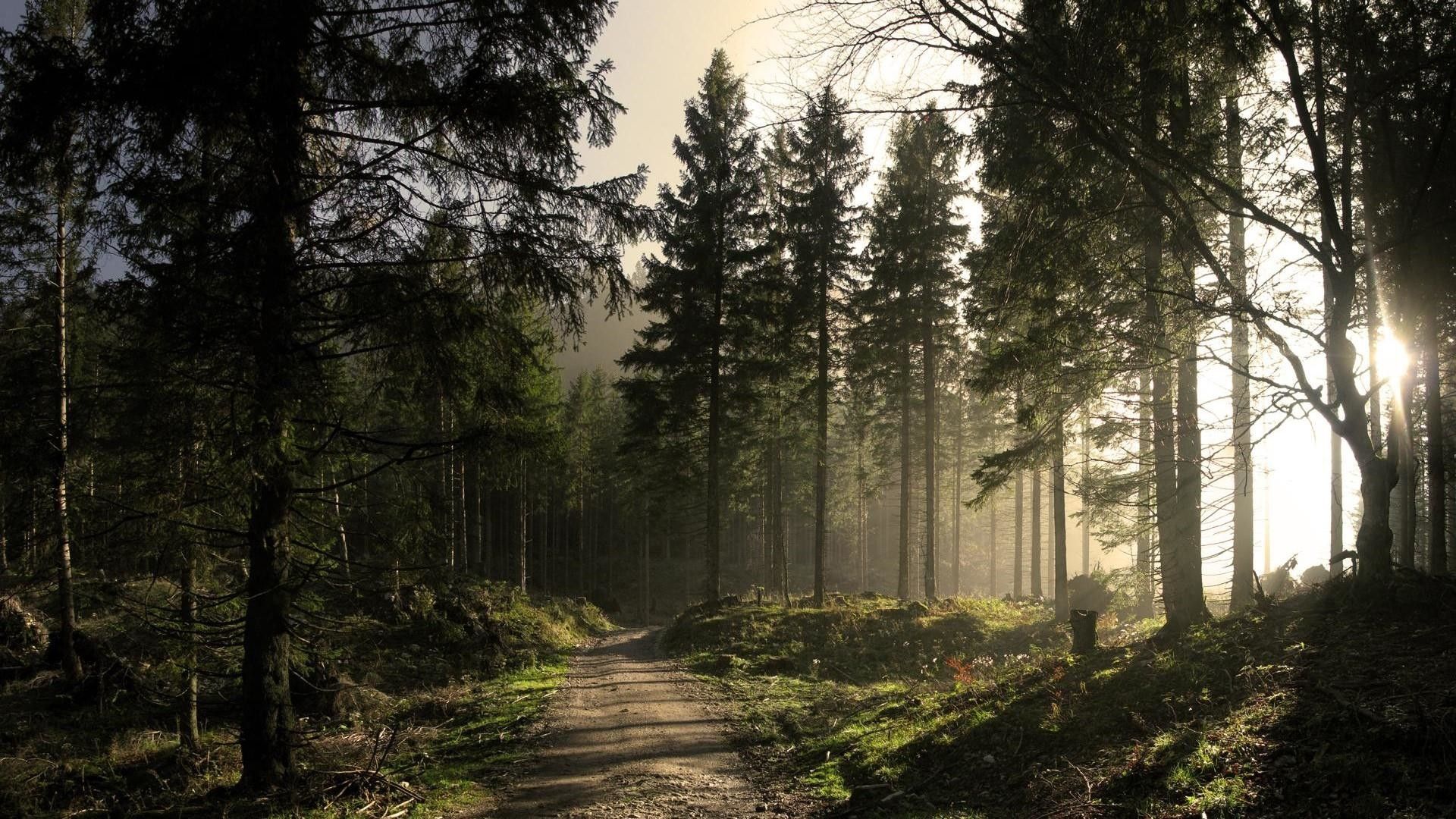 Sentiero nella foresta di pini, 1920x1080 Full HD 1080p, Desktop
