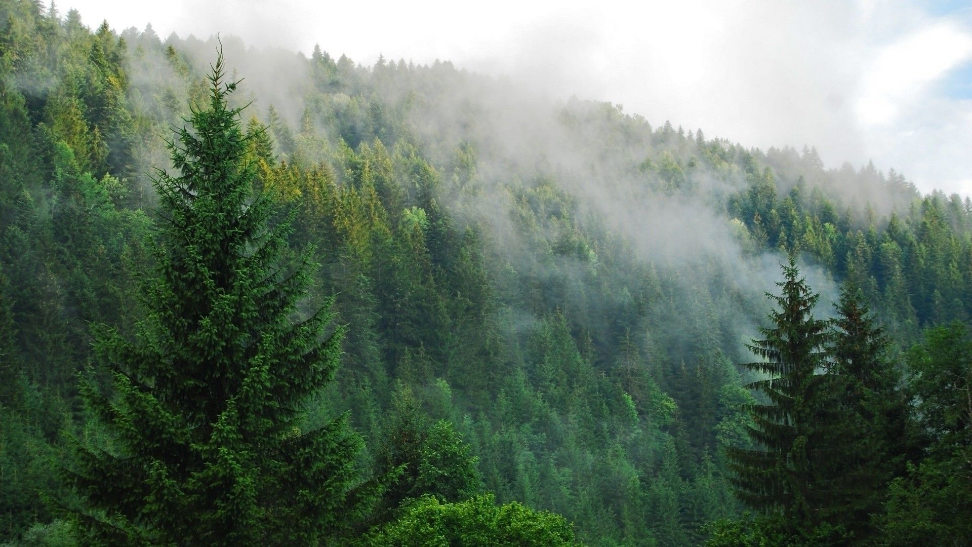 Foresta di pini nebbiosa, 1920x1080 1080p, PC Desktop