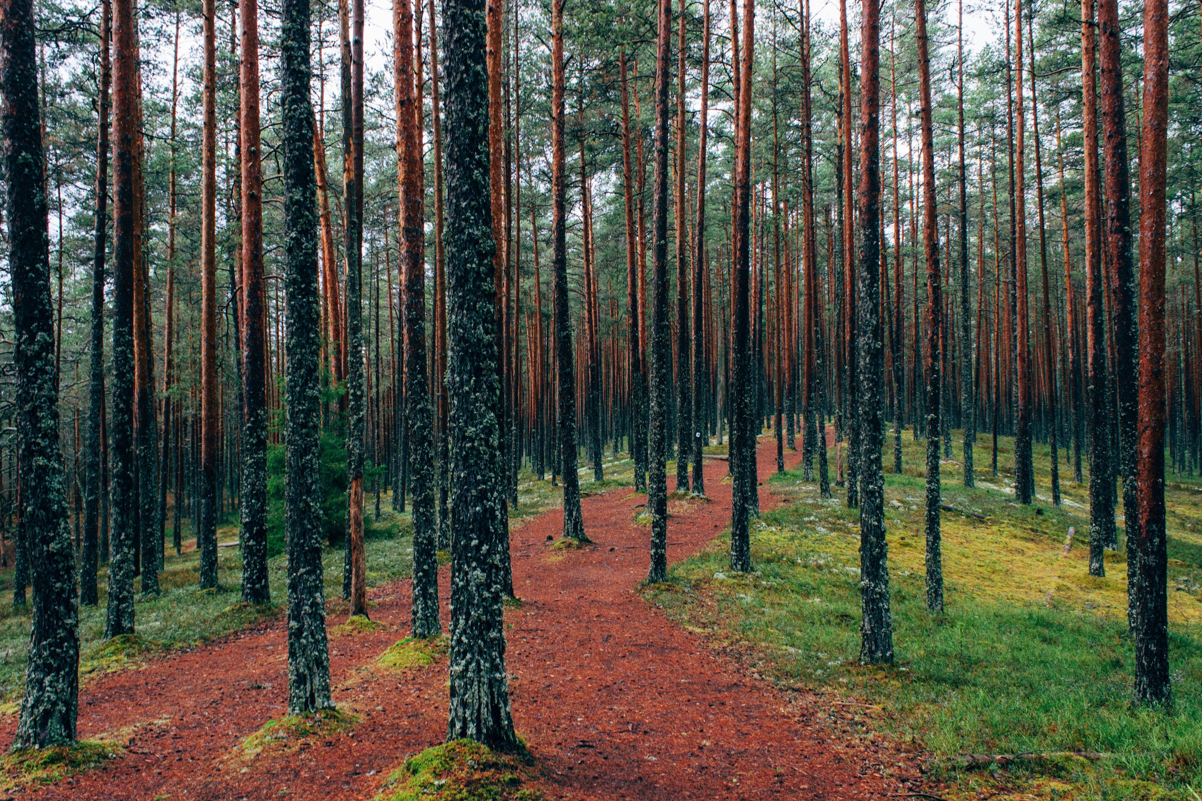 Foresta di pini con sentiero, 3840x2560 4K, Desktop 4K