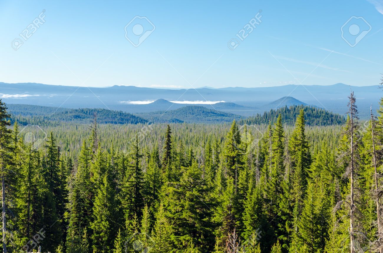Foresta di pini verde montagna, 1300x861 720p, PC