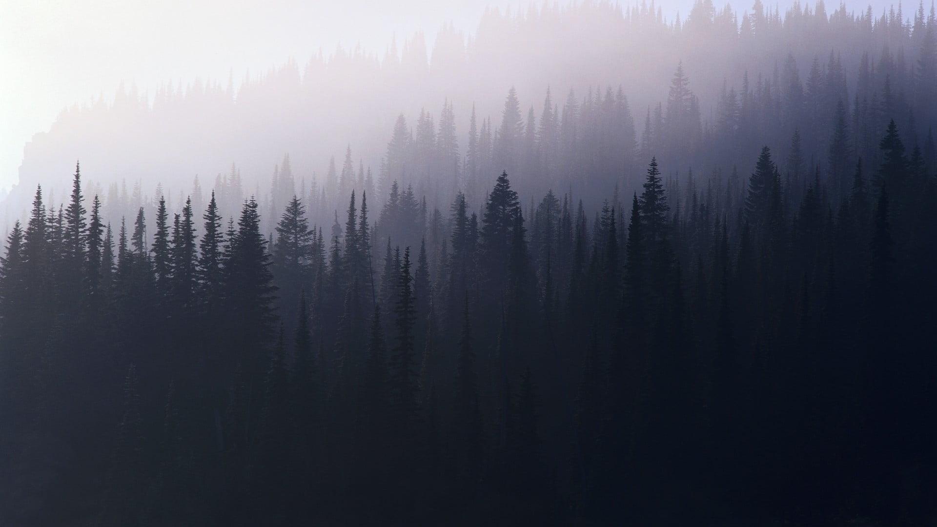 Foresta di pini nella nebbia, 1920x1080 Full HD, Desktop
