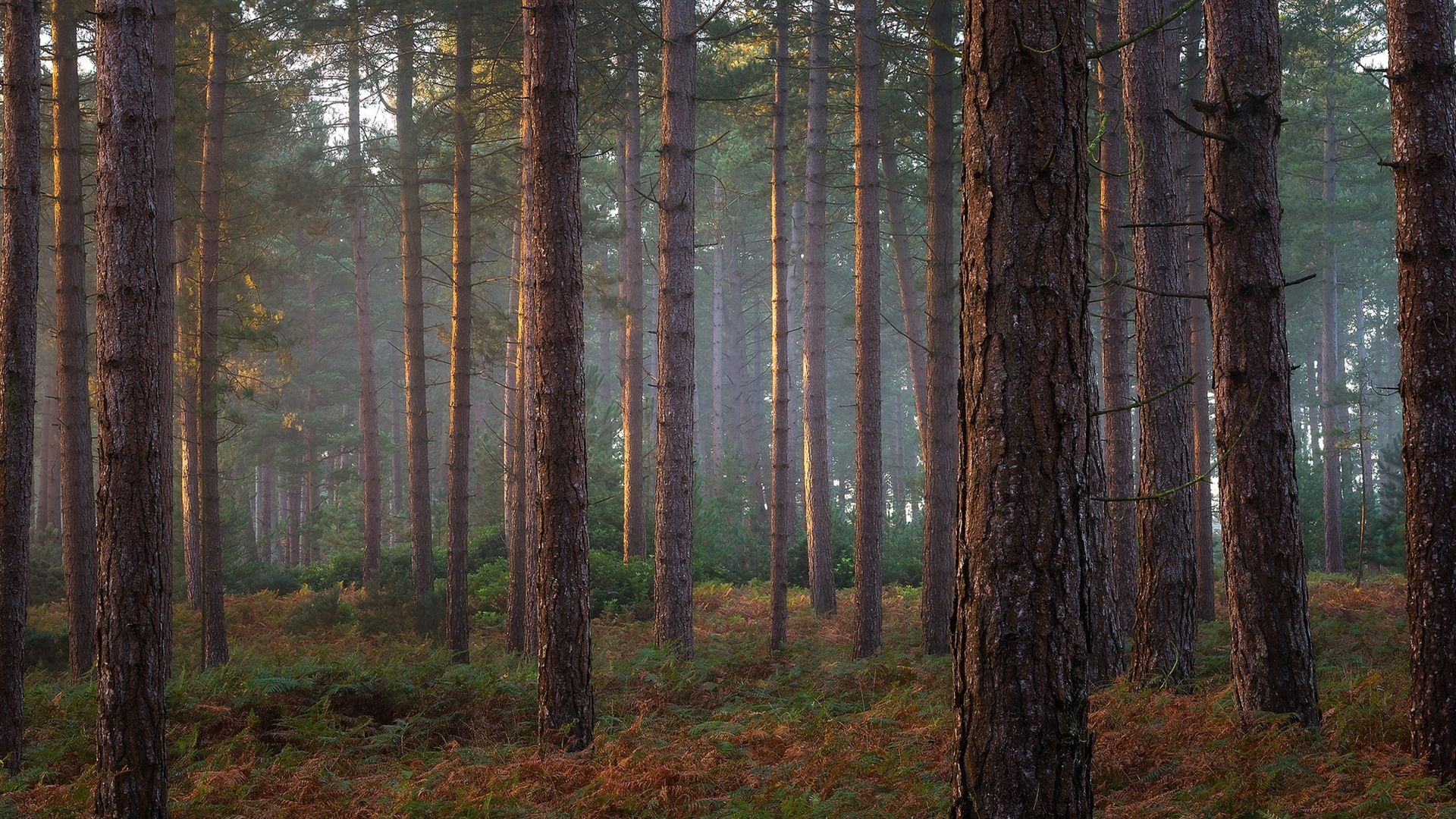 Foresta di pini nebbiosa, 1920x1080 1080p, PC