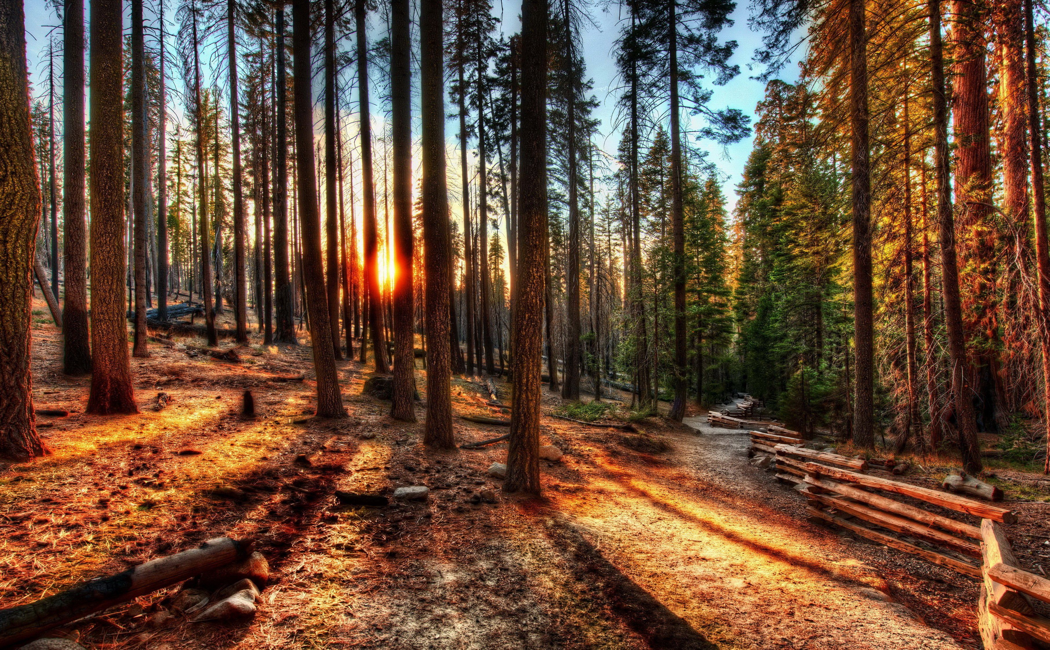Foresta di pini al tramonto, 3625x2246 2K, Desktop