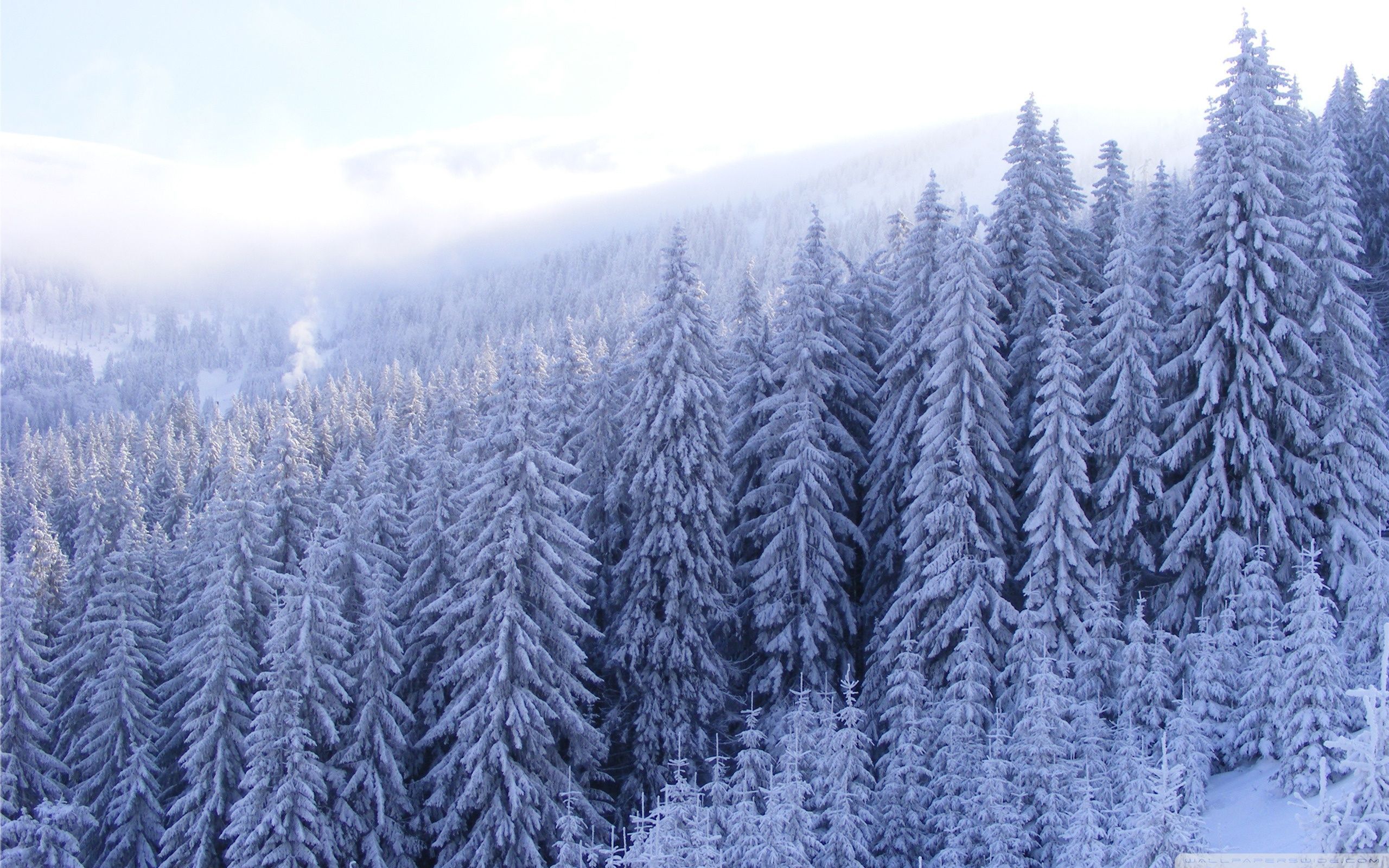 Foresta di pini innevata, 2560x1600 2K+, Desktop