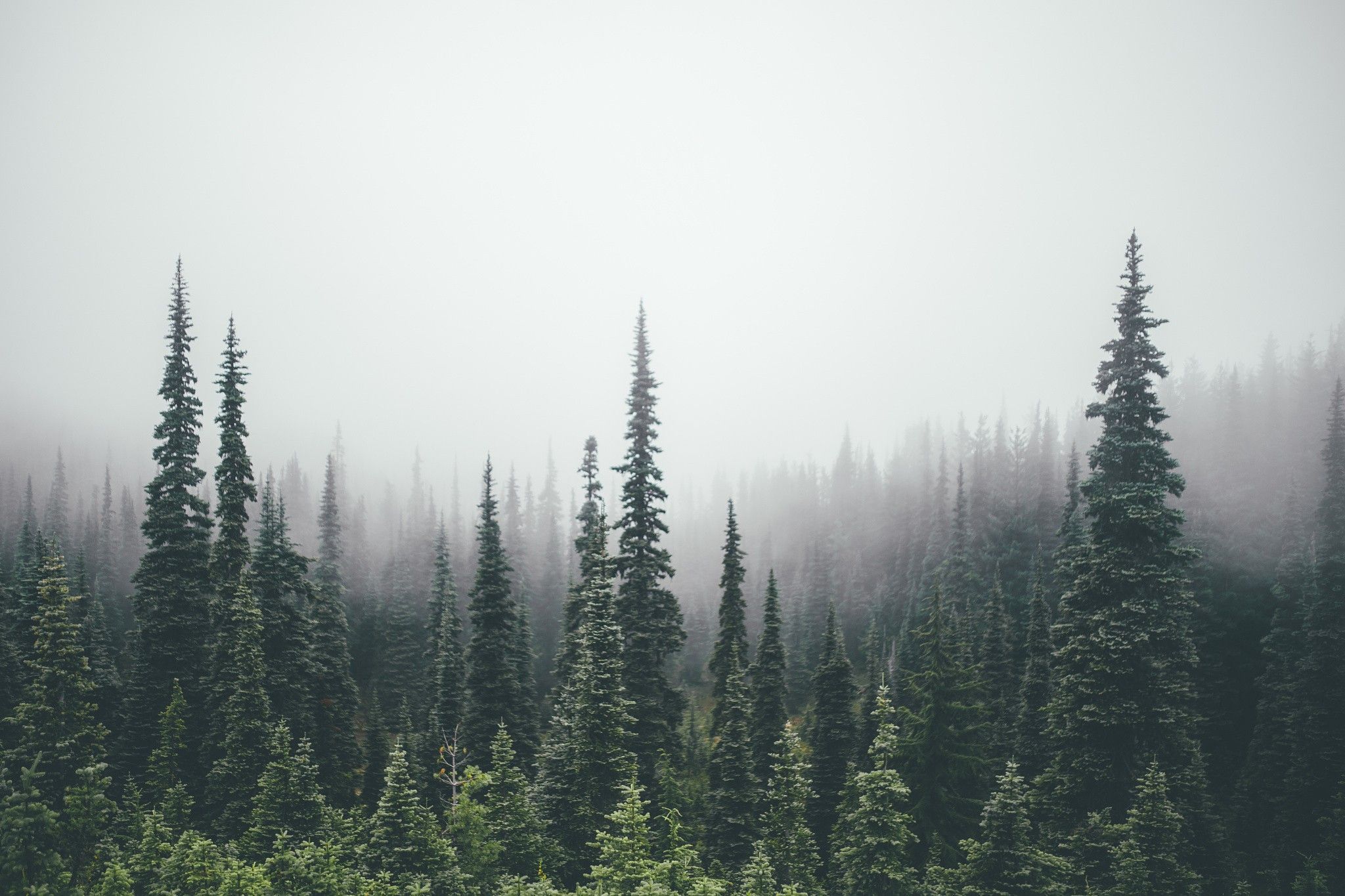 Foresta di pini nella nebbia, 2048x1365 alta risoluzione, Laptop