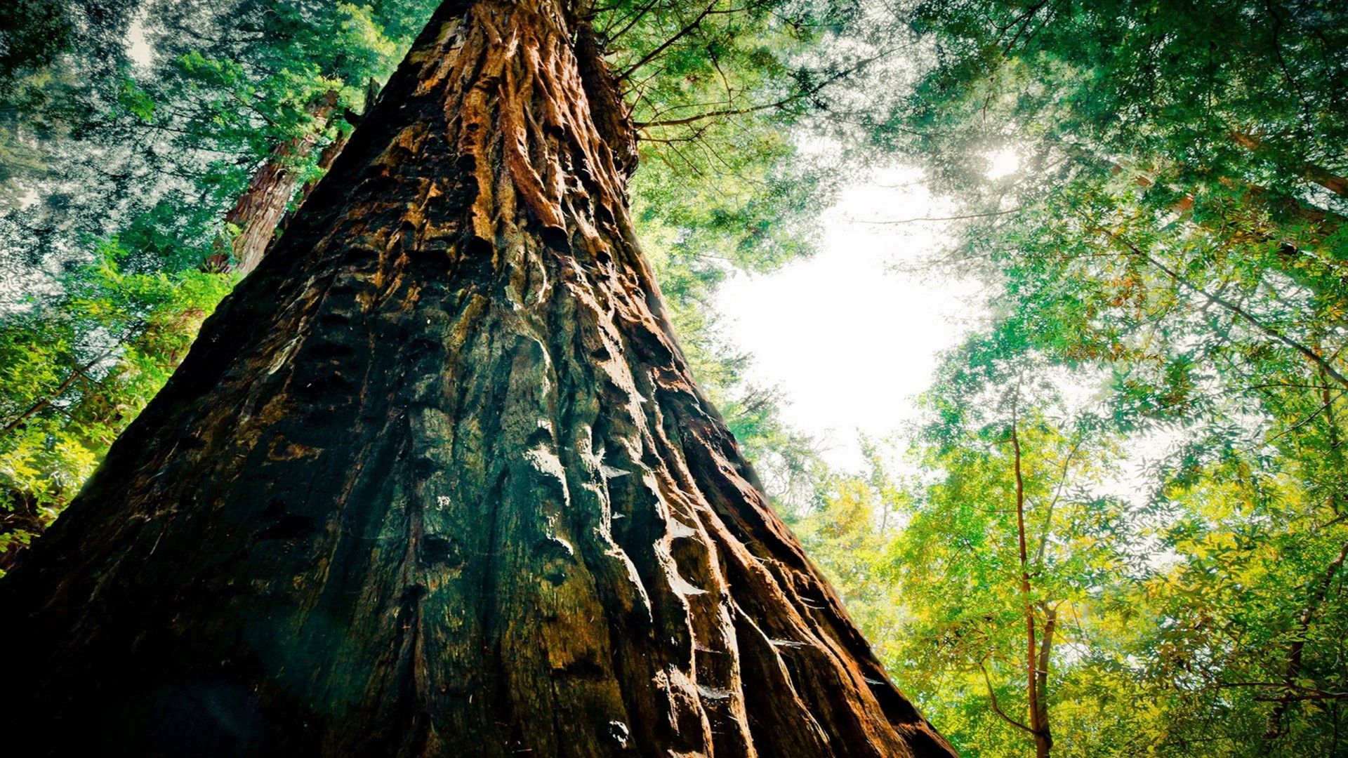 Albero di pino visto dal basso, 1920x1080 1080p, PC Desktop