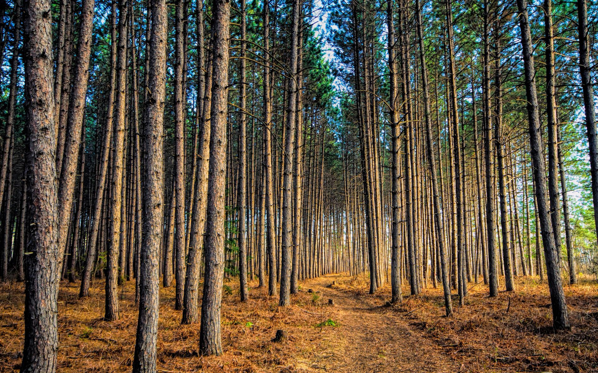 Foresta di pini con sentiero, 1920x1199 Full HD 1080p, PC