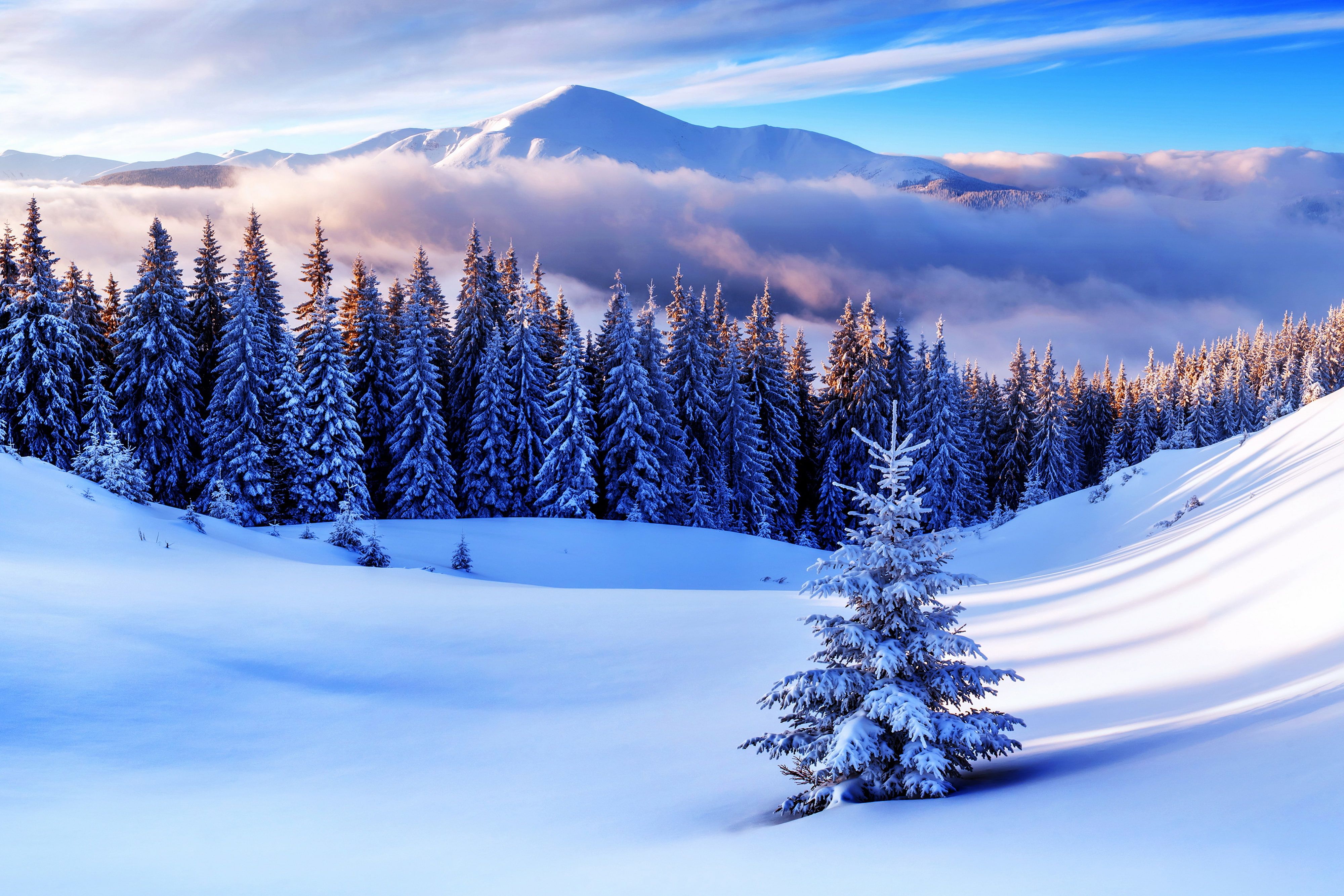 Foresta di pini innevata, 4000x2666 4K Ultra HD, Smart TV 4K
