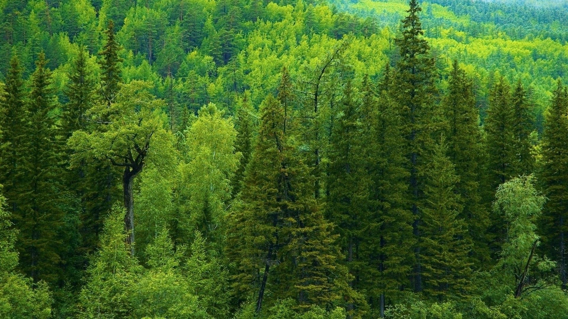 Foresta di pini verde, 1920x1080 Full HD 1080p, Desktop