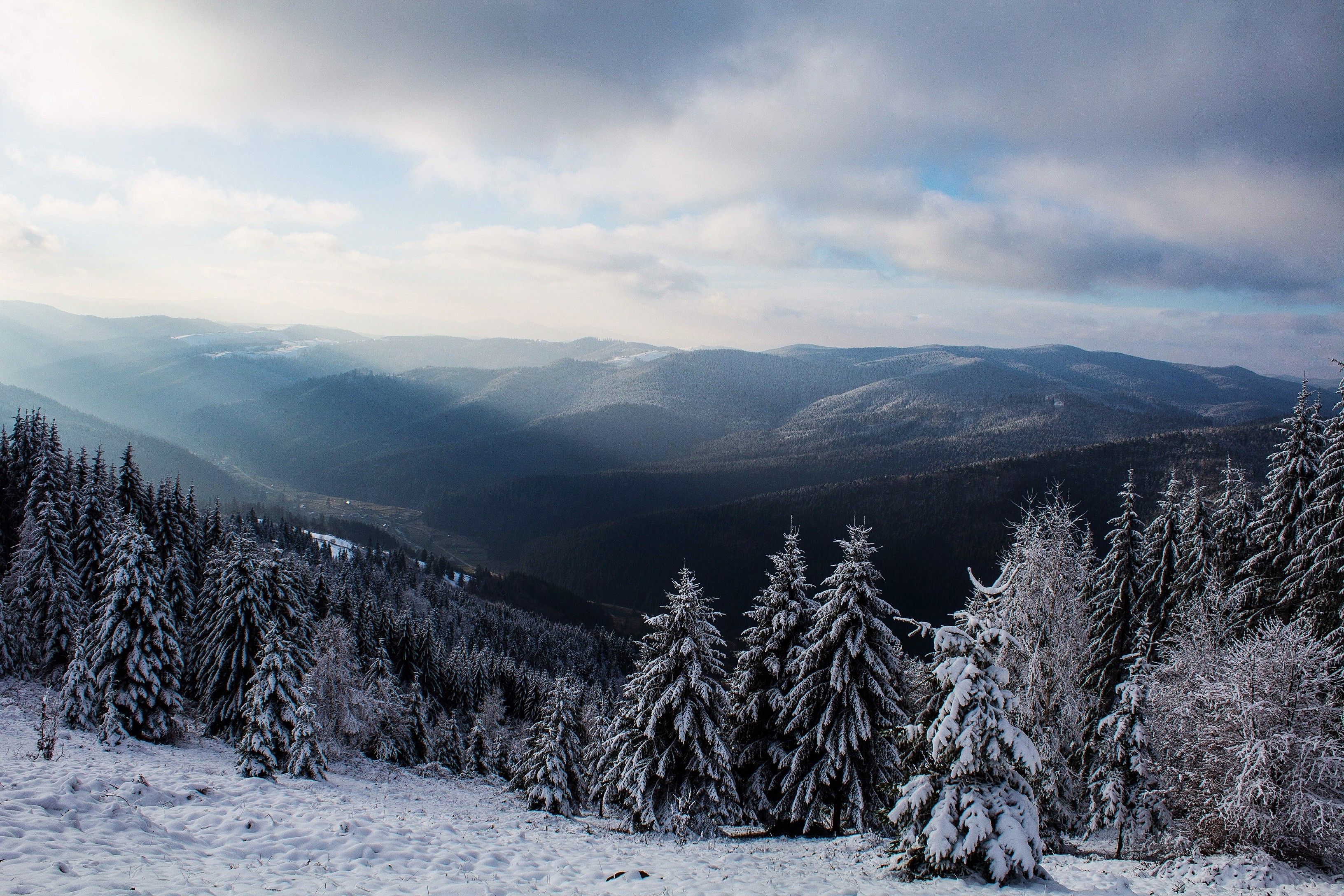 Foresta di pini innevata, 3264x2176 2K, Desktop