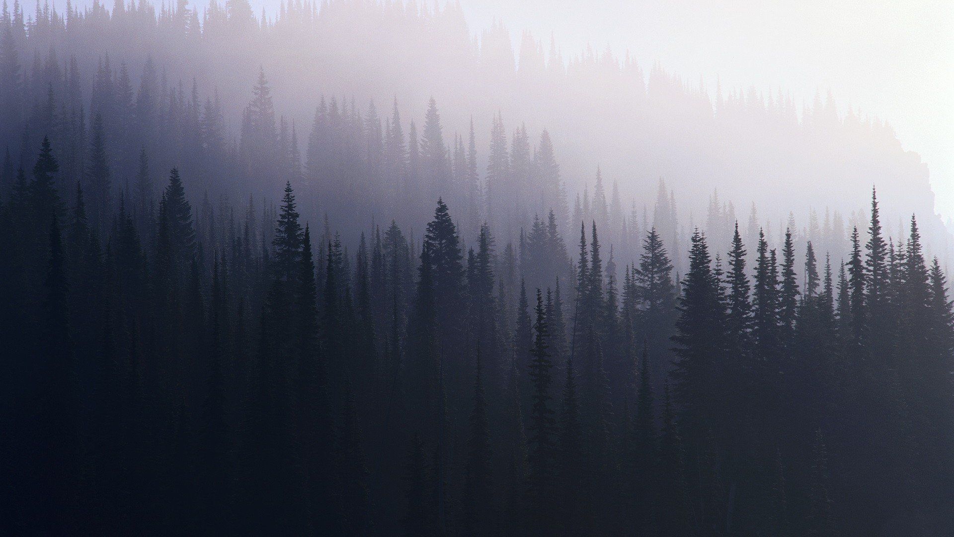 Foresta di pini nella nebbia, 1920x1080 Full HD, Desktop