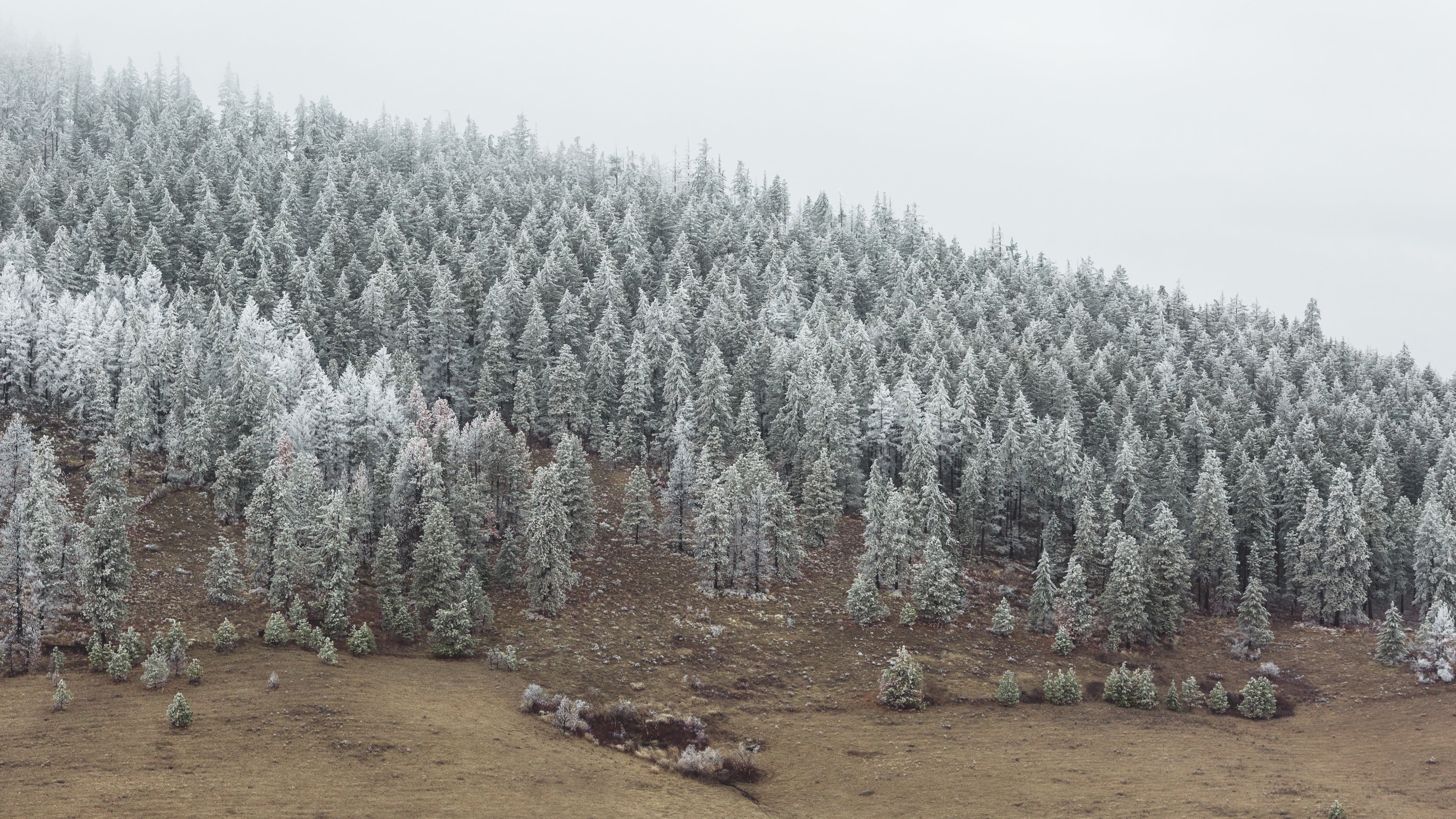 Foresta di pini innevati, 5698x3205 UHD, Monitor 4K