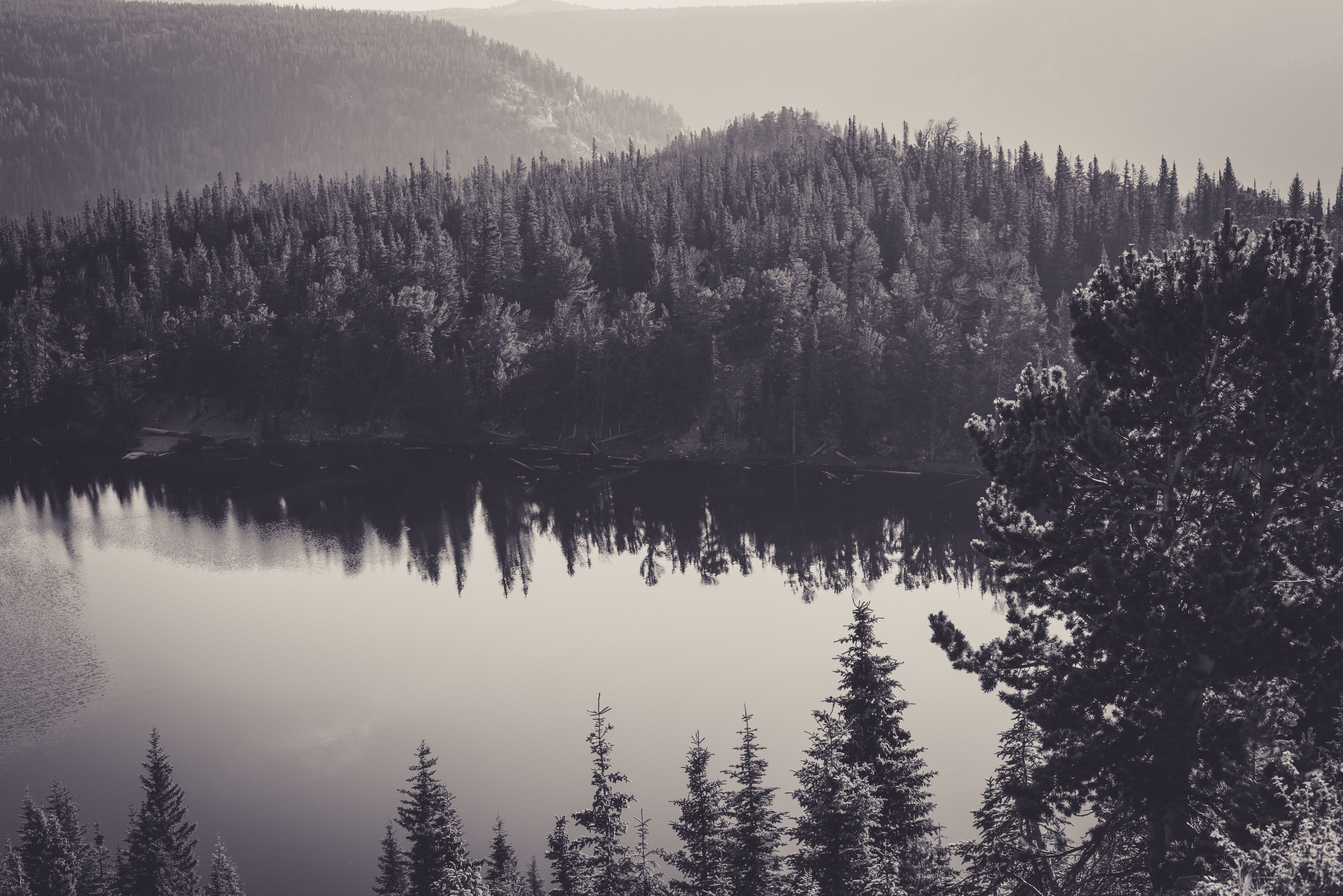 Foresta di pini lago monocromatico, 7360x4912 4K, Desktop 4K