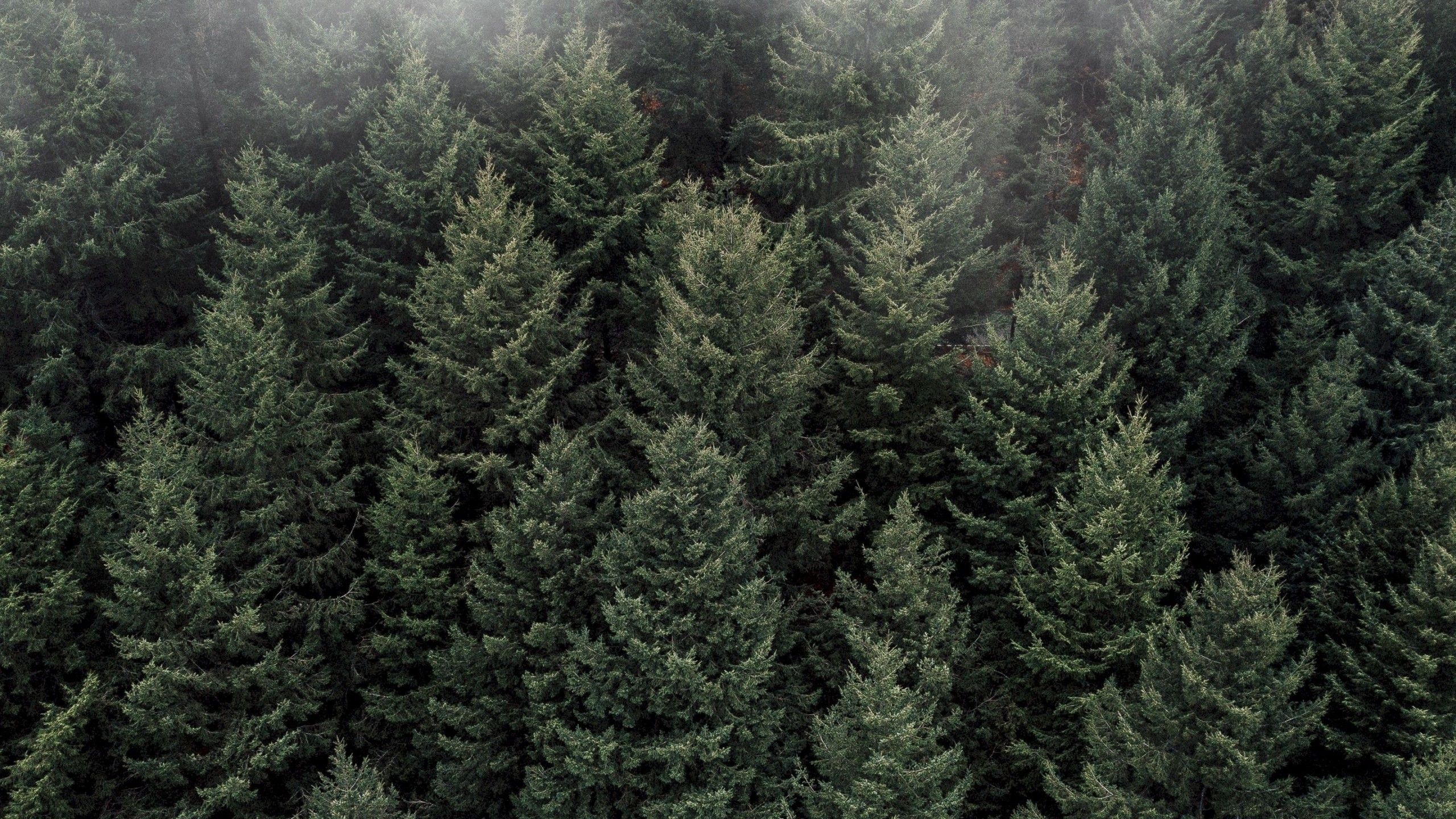 Vista aerea foresta di pini, 2560x1440 QHD, Laptop