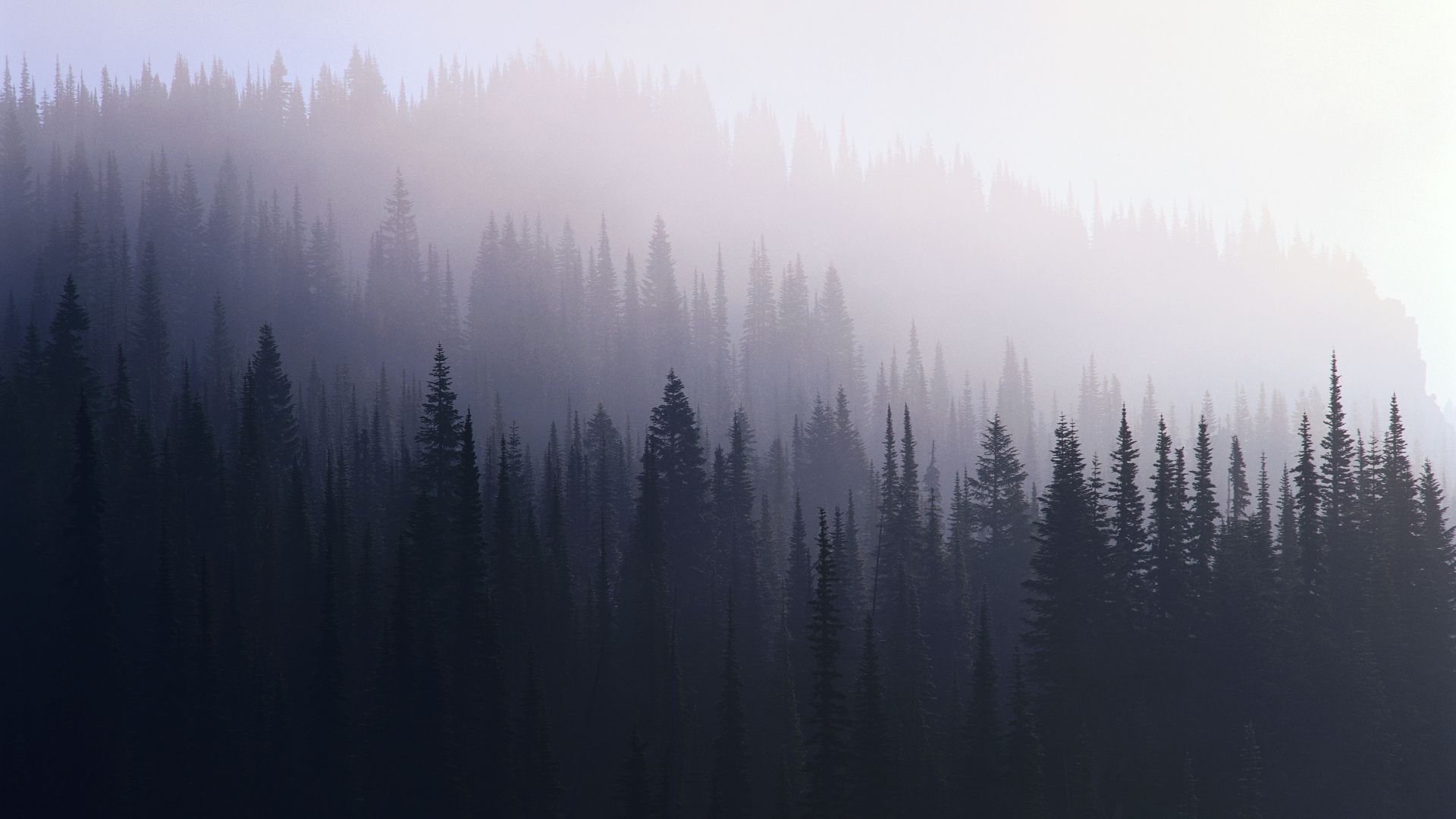 Foresta di pini nella nebbia, 1920x1080 Full HD, Desktop