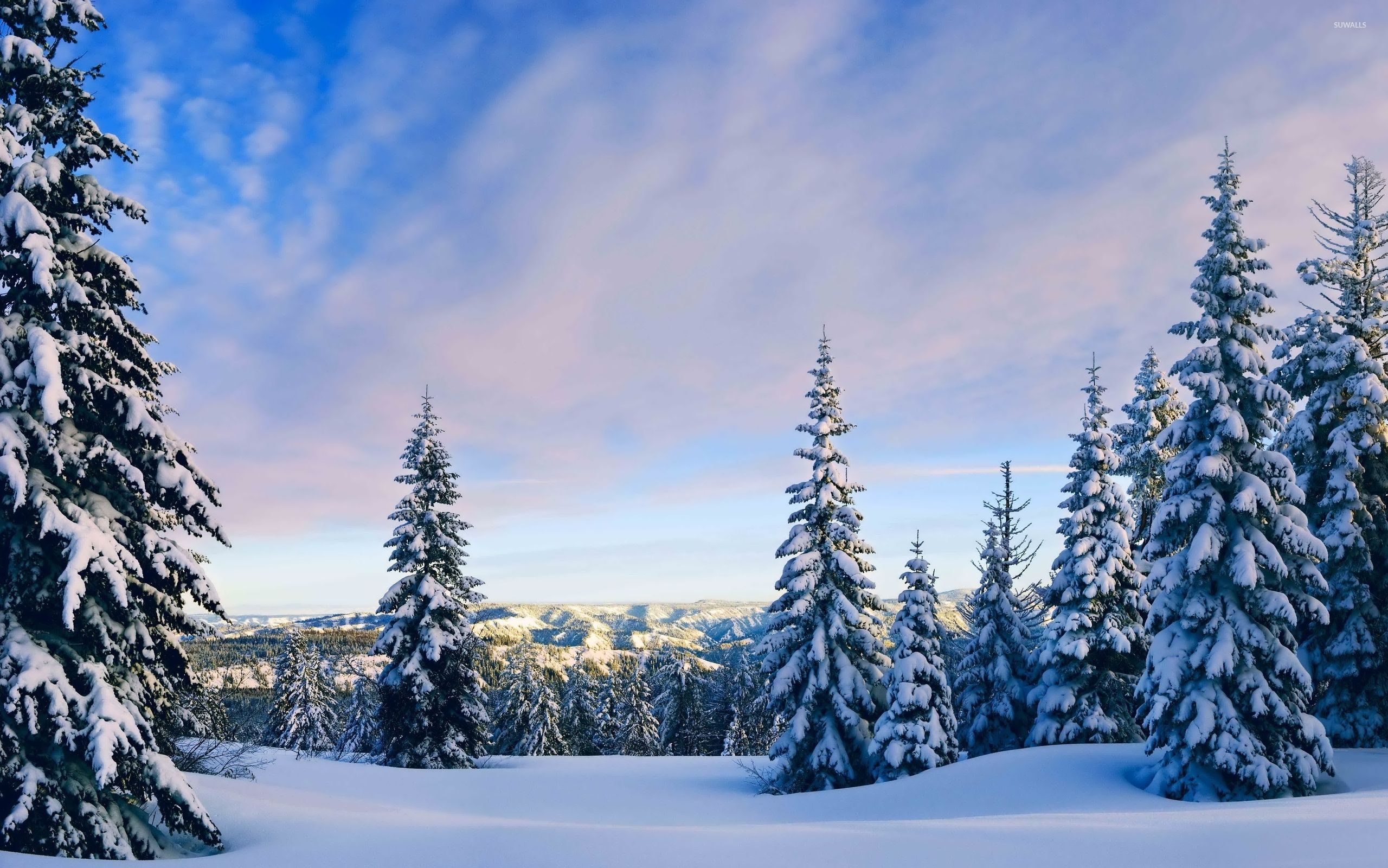 Pini innevati verso il cielo, 2560x1600 2K+, Laptop